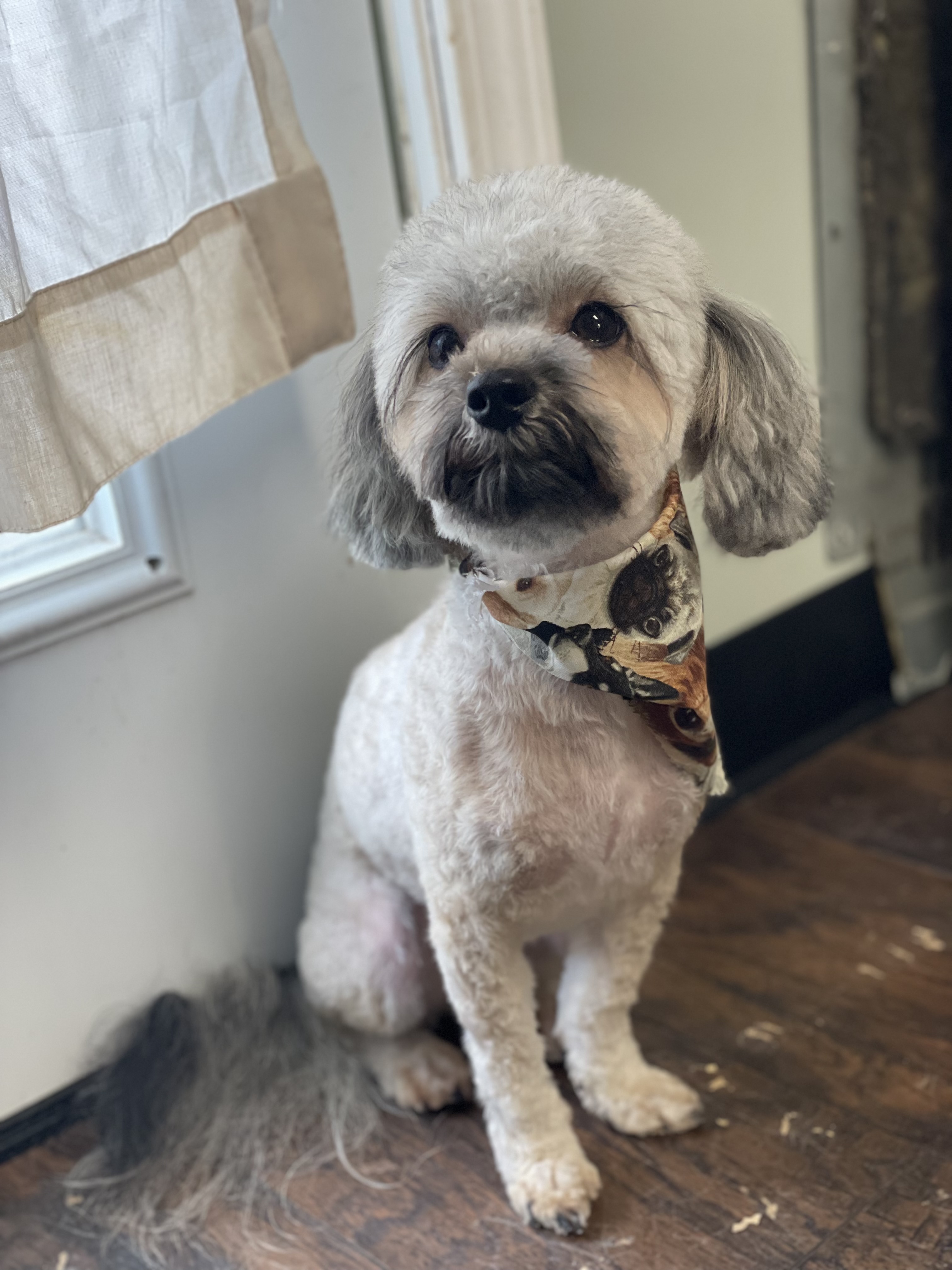 Online booking Ashley’s Loving Touch Pet Grooming LLC