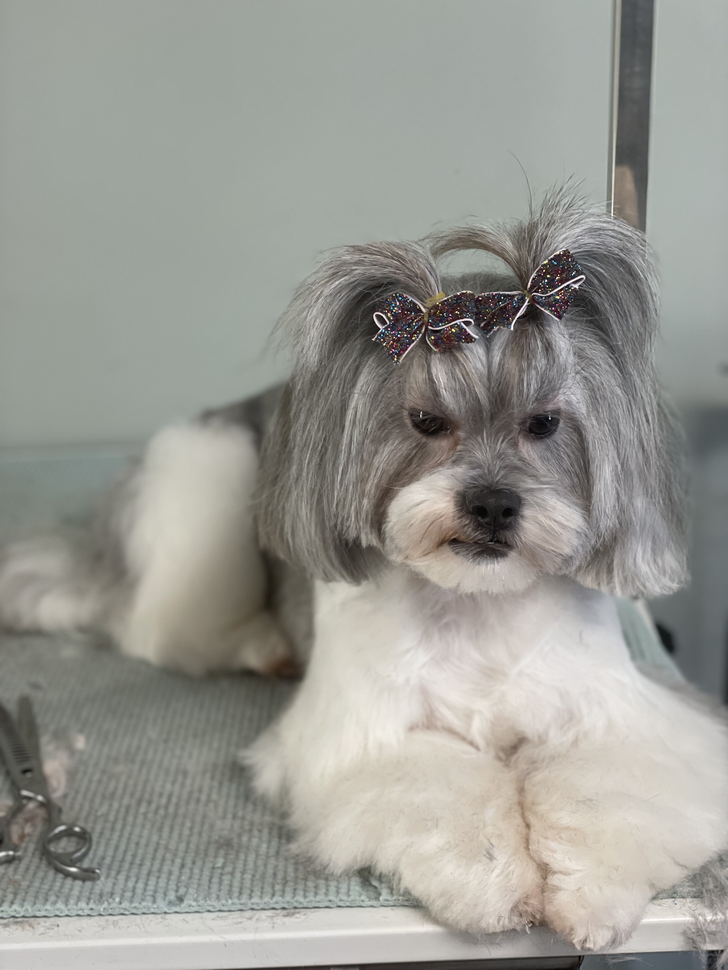 Online booking Ashley’s Loving Touch Pet Grooming LLC