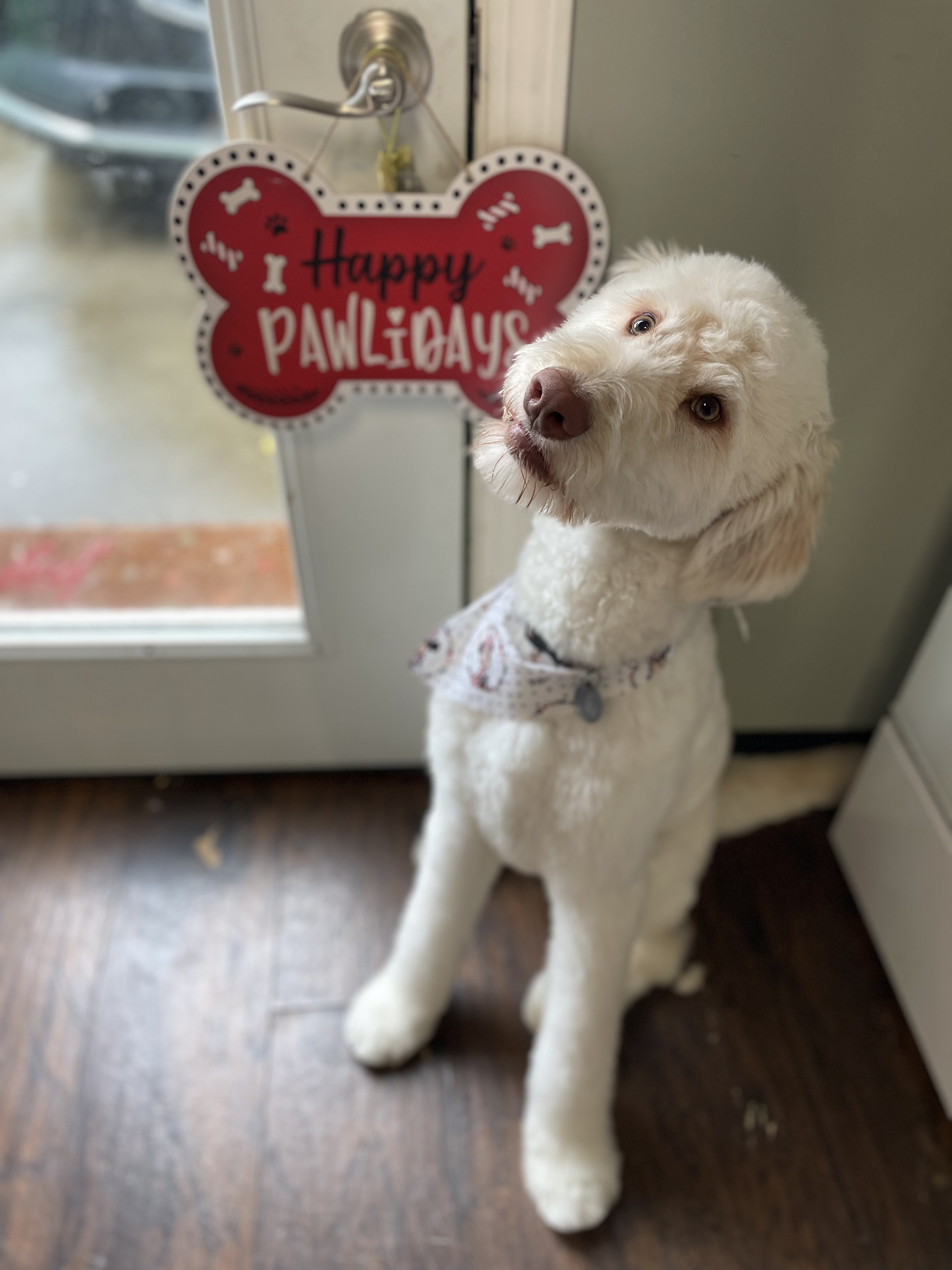 Online booking Ashley’s Loving Touch Pet Grooming LLC