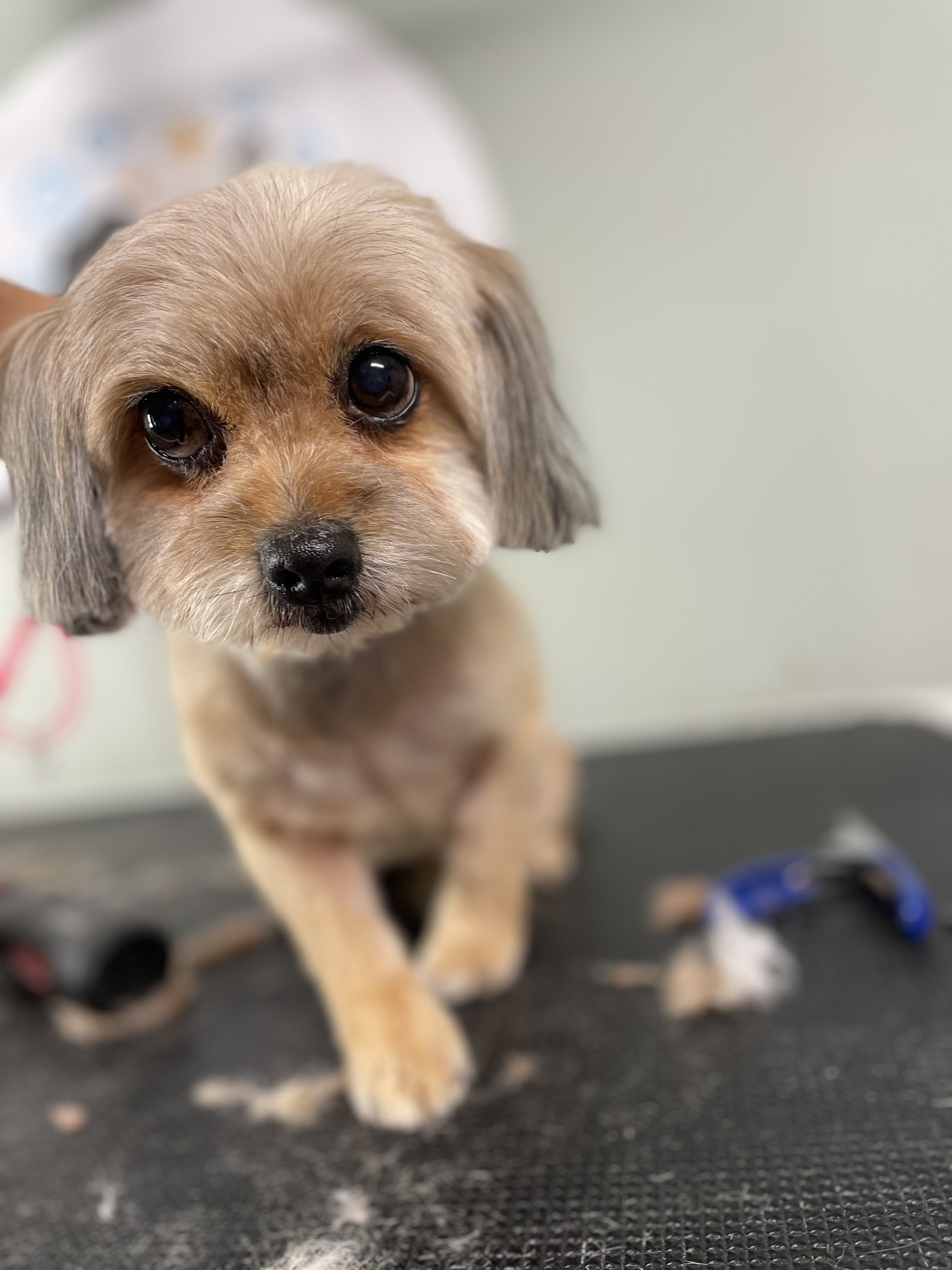 Online booking Ashley’s Loving Touch Pet Grooming LLC