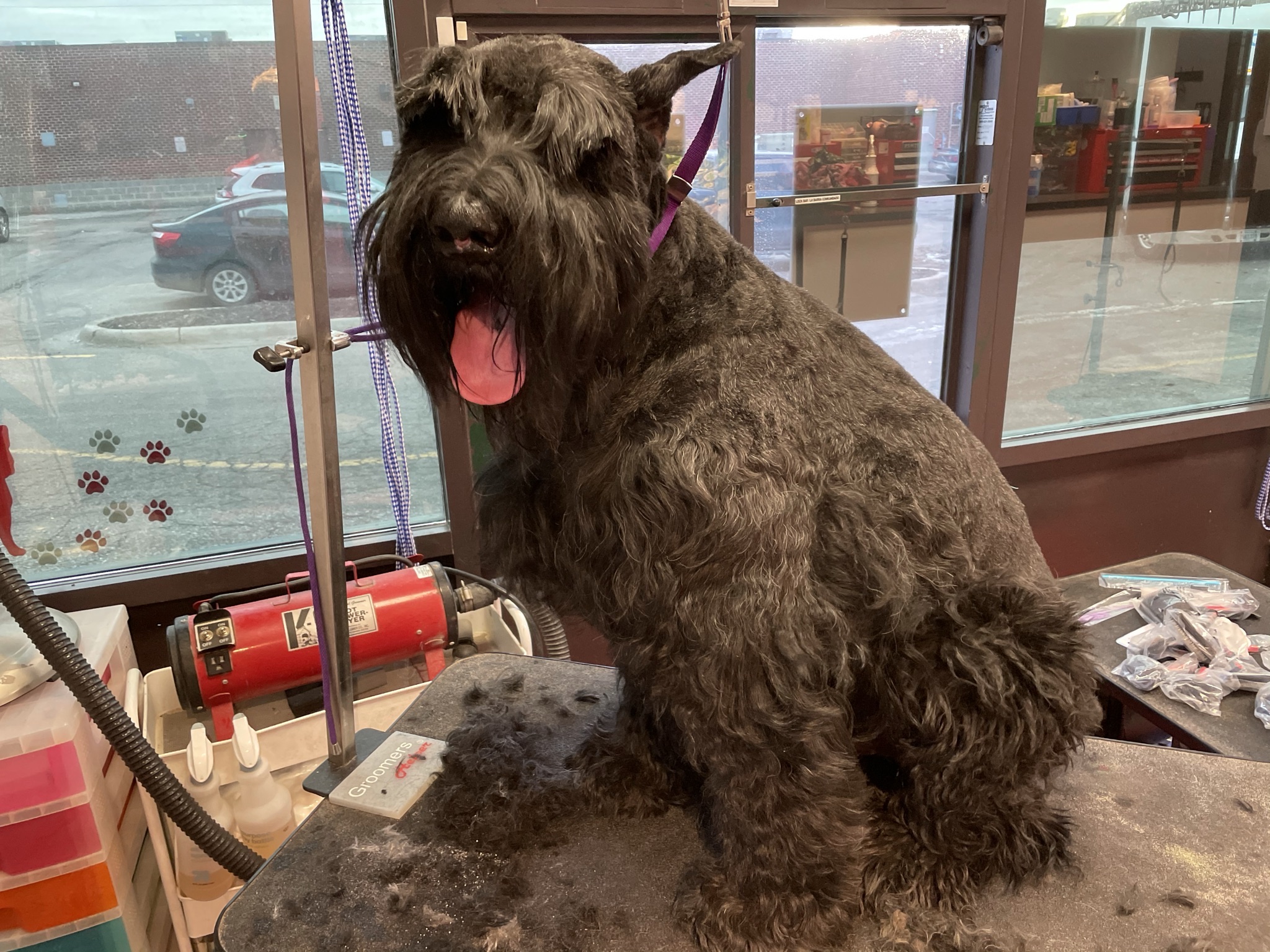 Online booking Classy canine cuts