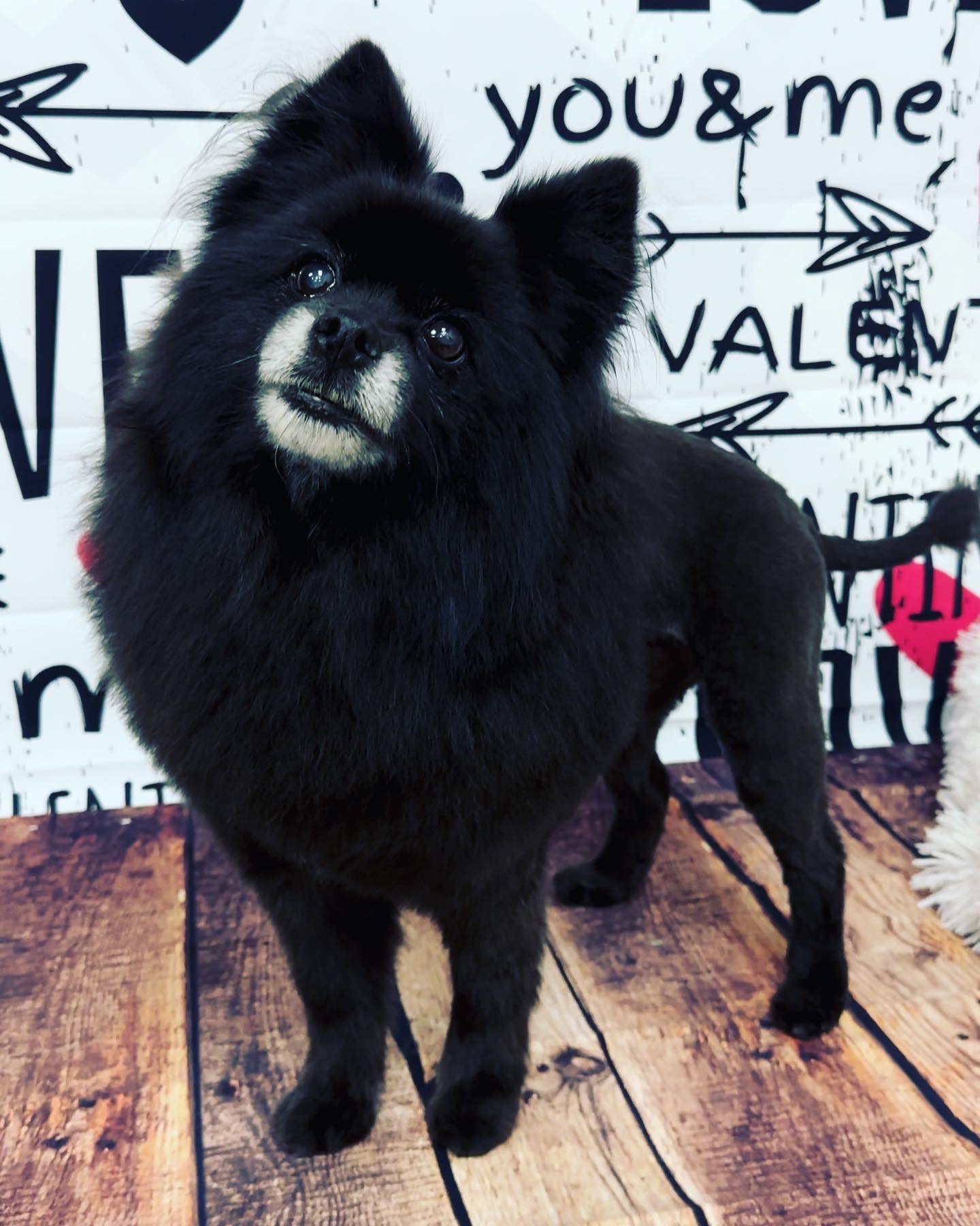 Online booking Happy Paws Grooming Salon