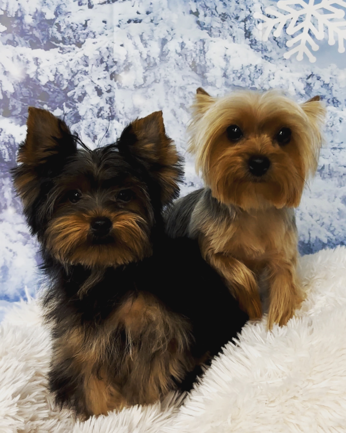 Online booking Happy Paws Grooming Salon