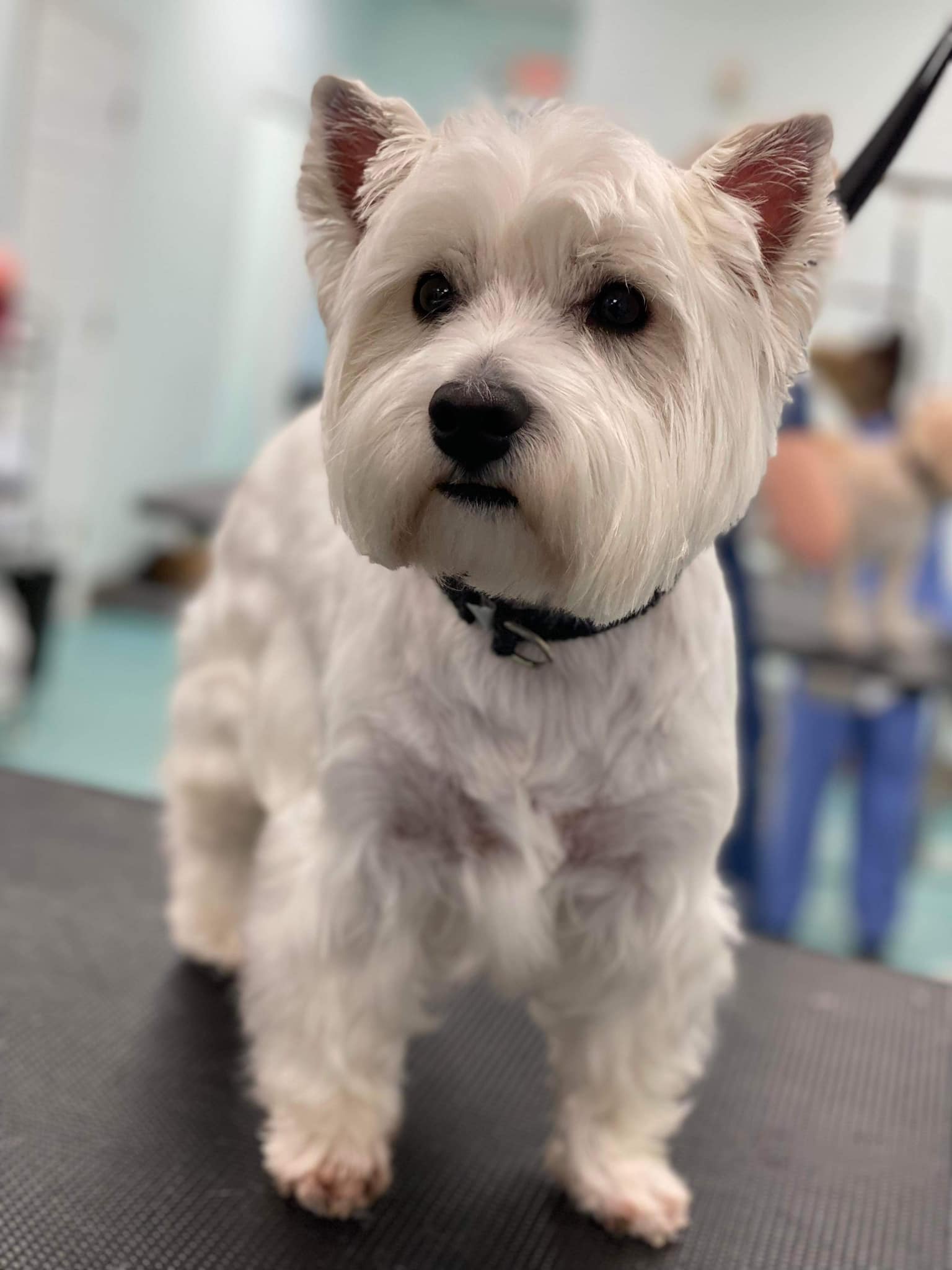 Bows and Bones Pet Grooming