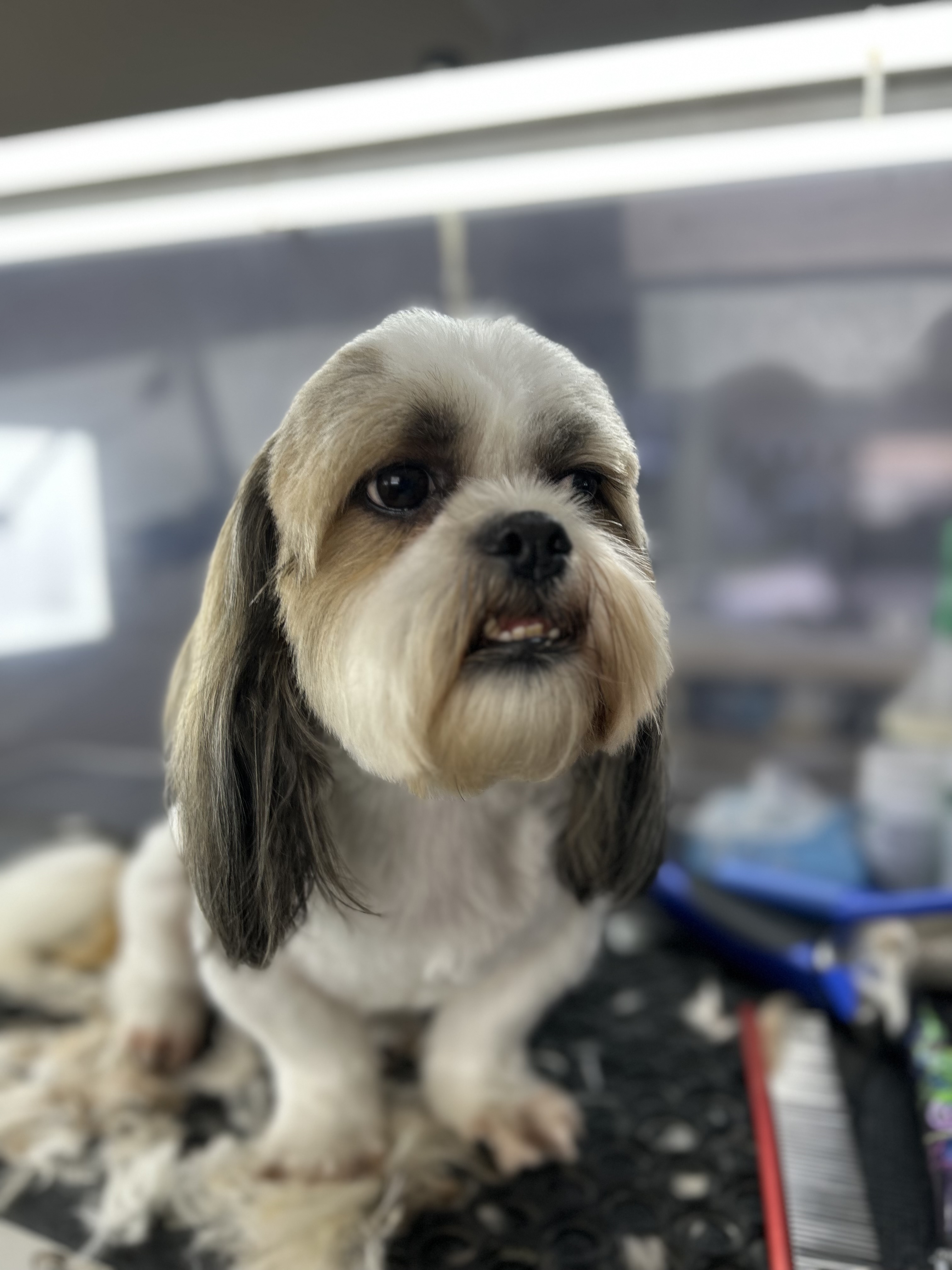 Online booking VIP DOG