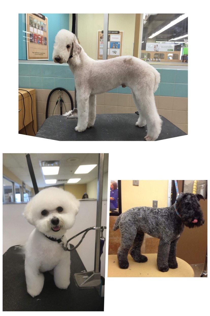 Online booking bitOfur pet salon