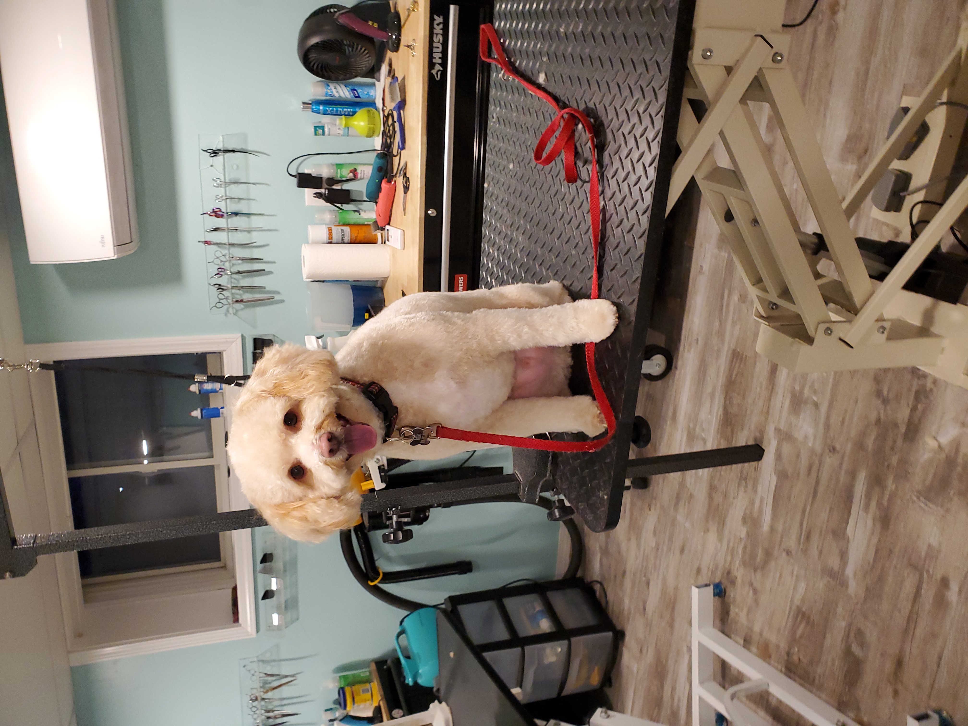 Online booking Shampooch Tiverton