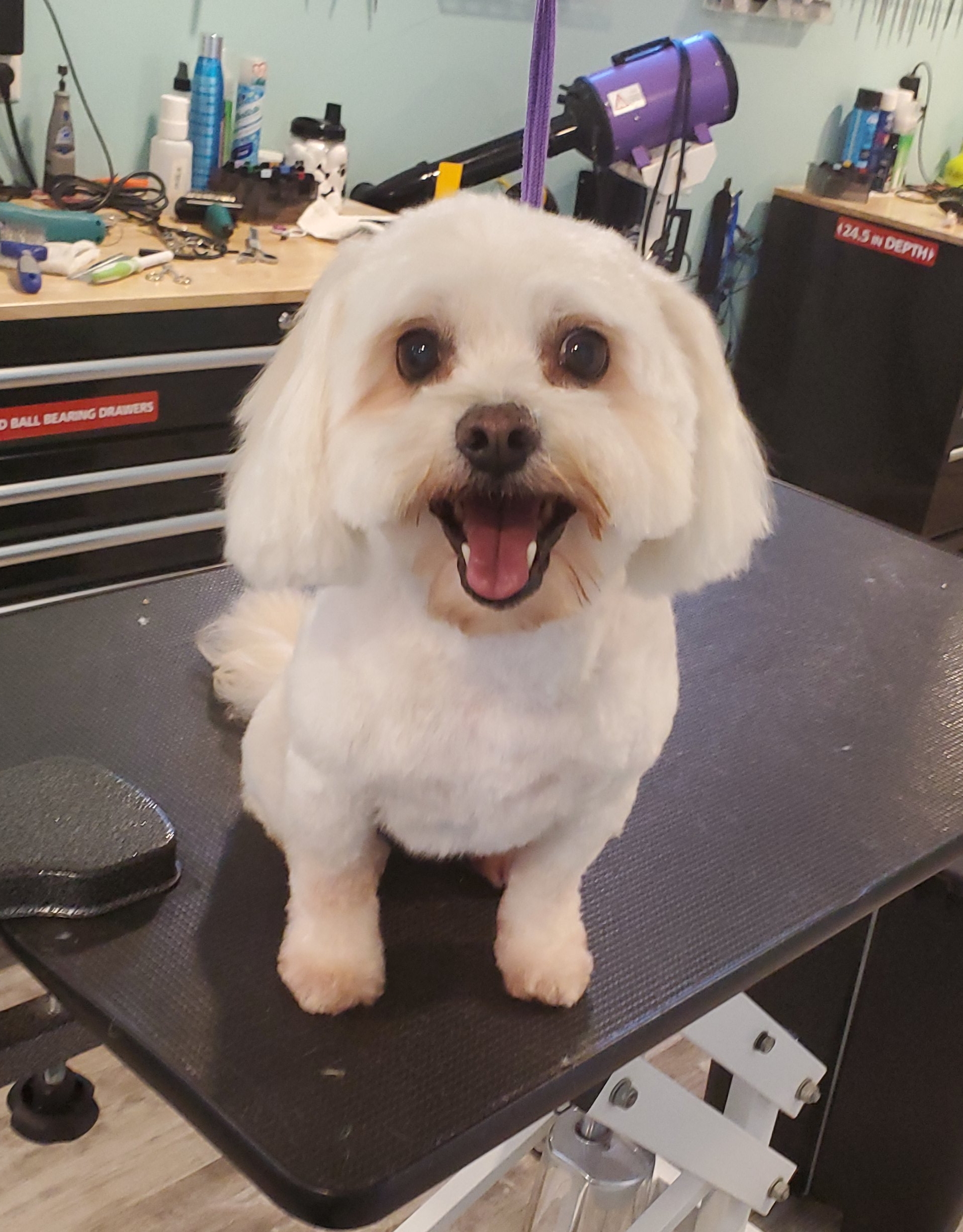 Online booking Shampooch Tiverton