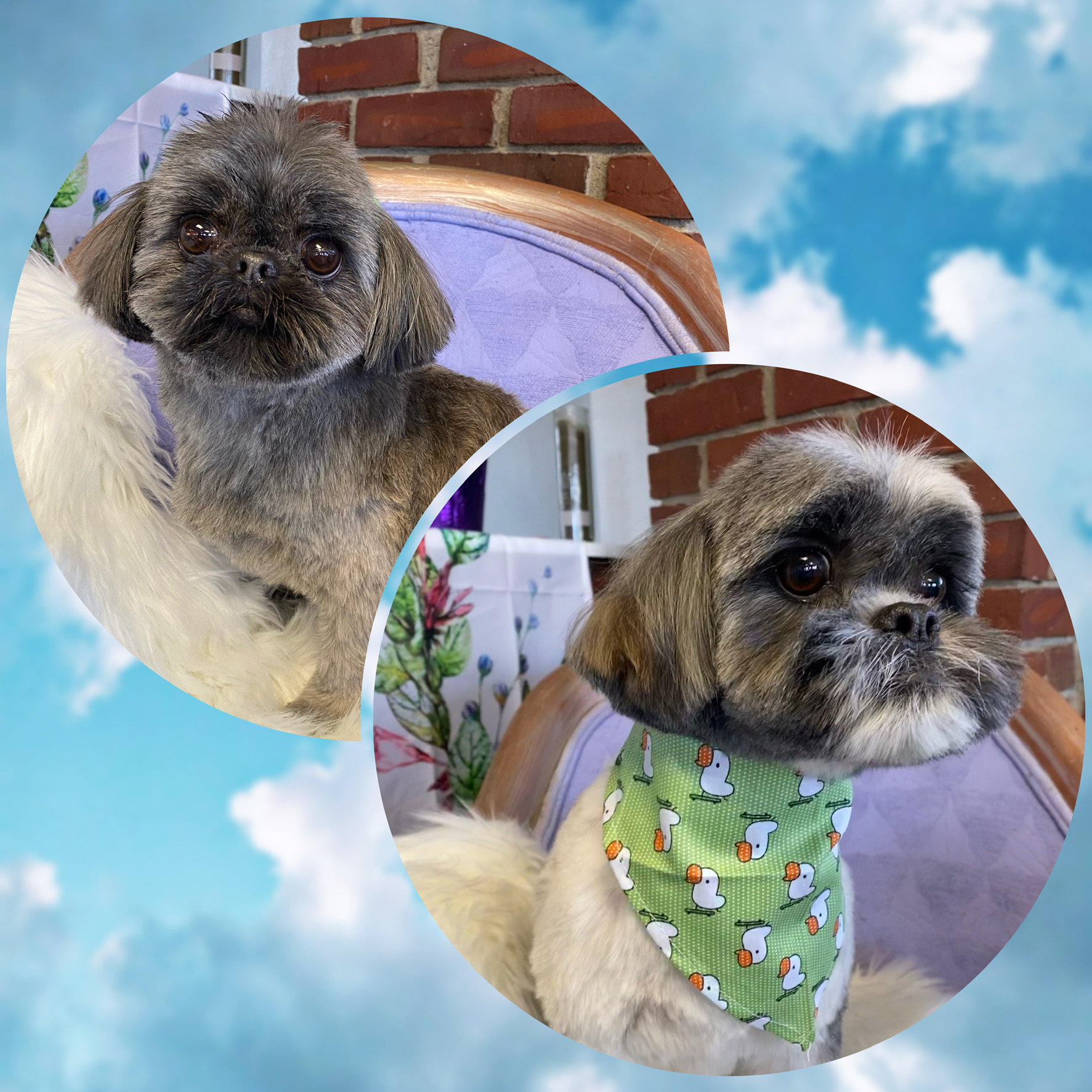 Online booking bitOfur pet salon