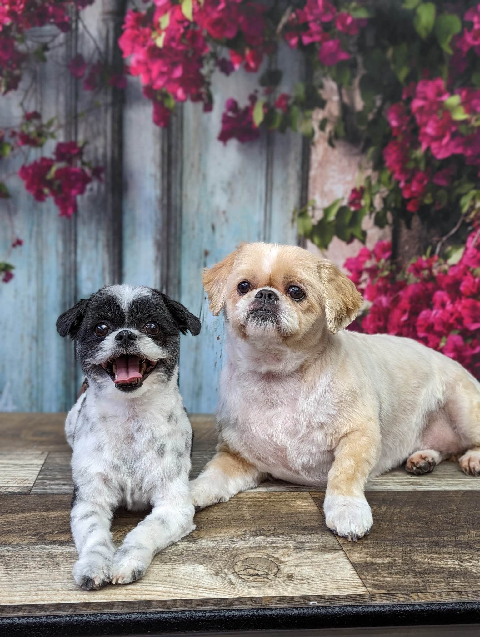 Online booking - Wolf Pack Pet Spa LLC