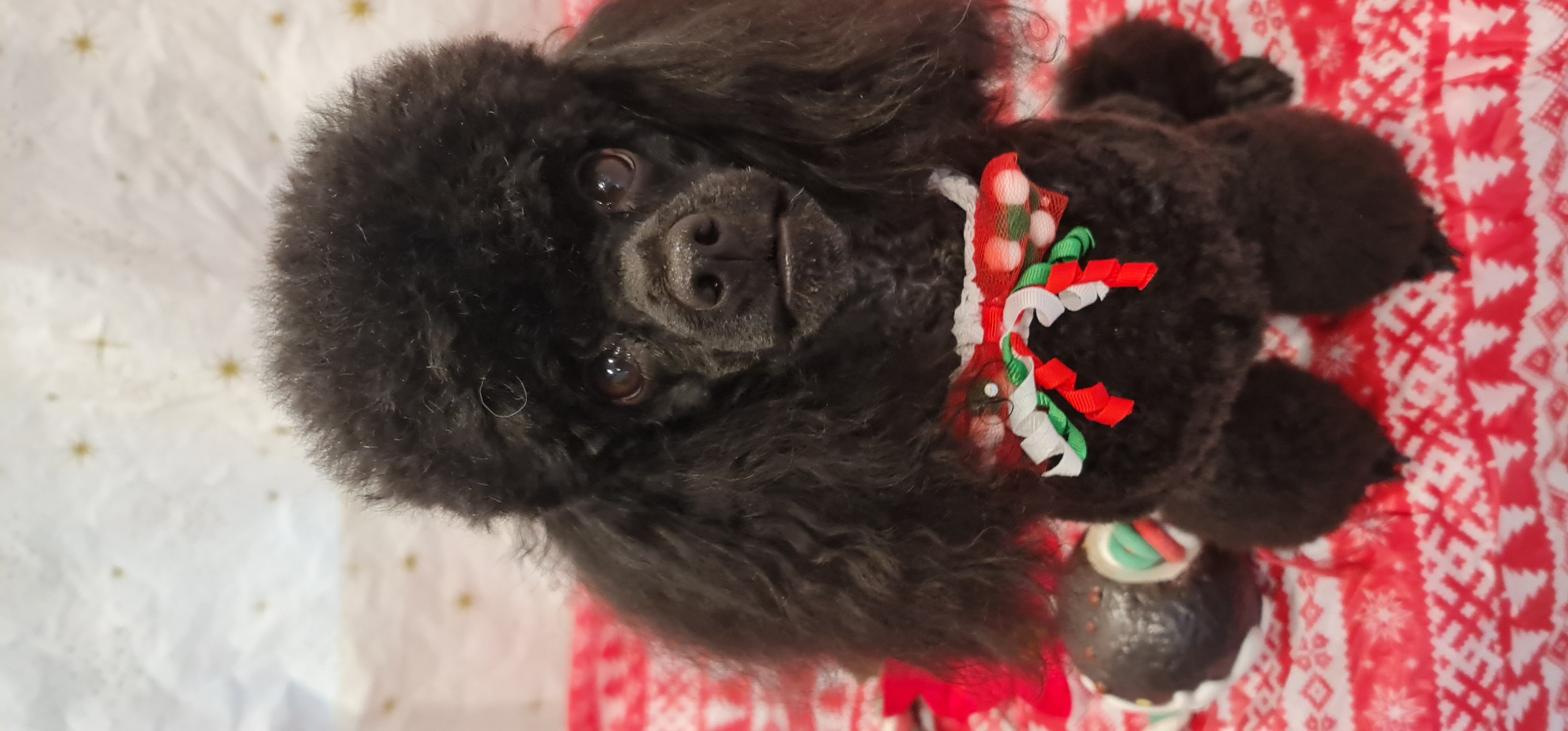 Online booking Dapper Dog Grooming