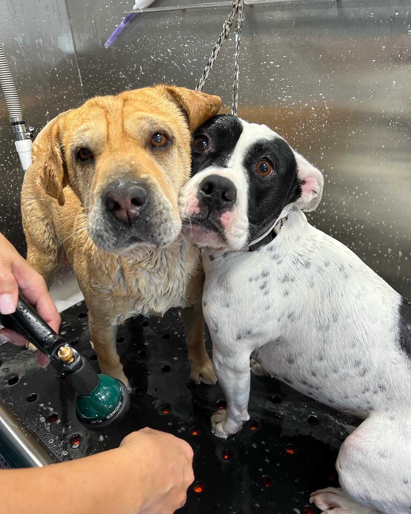 Online booking HydroDogHarper