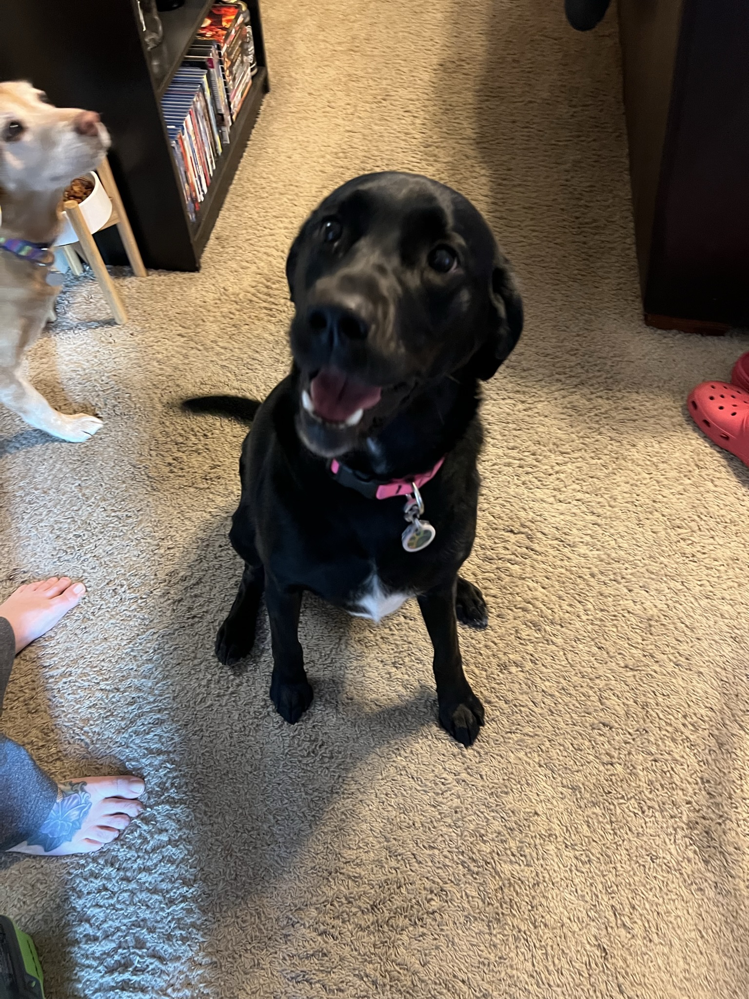 Petco'S Nail Trimming Service: Prices, Reviews & More - 54opjrh