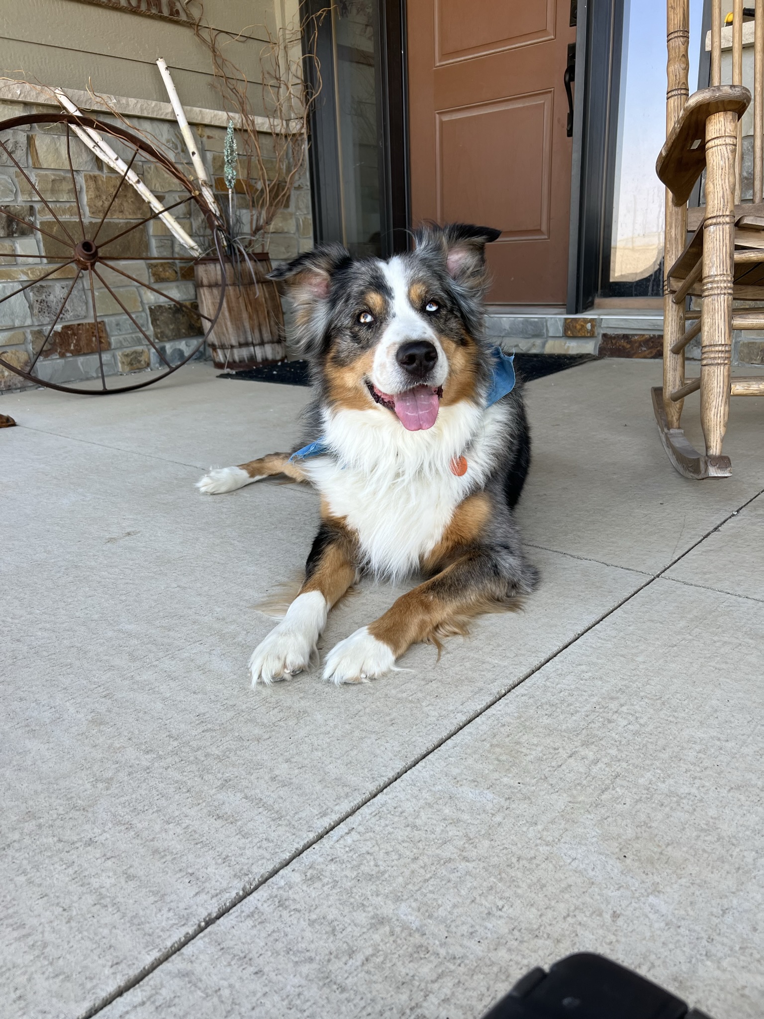 Petco'S Nail Trimming Service: Prices, Reviews & More - f9bxn1g