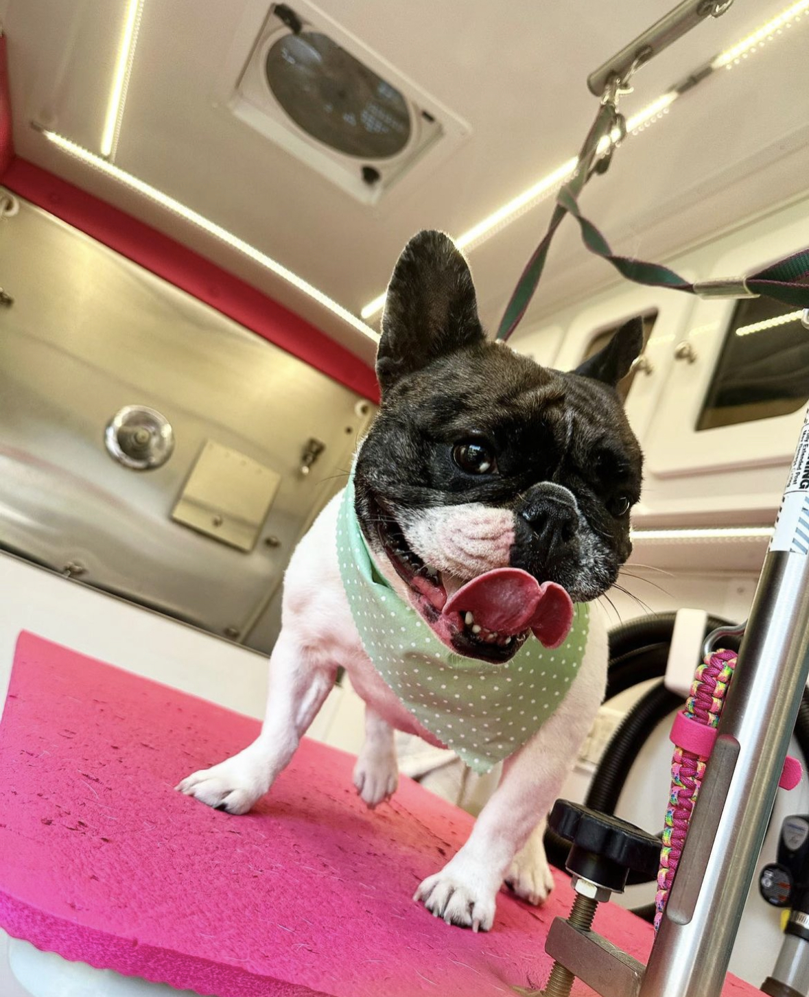Online booking Lilly's Mobile Dog Grooming