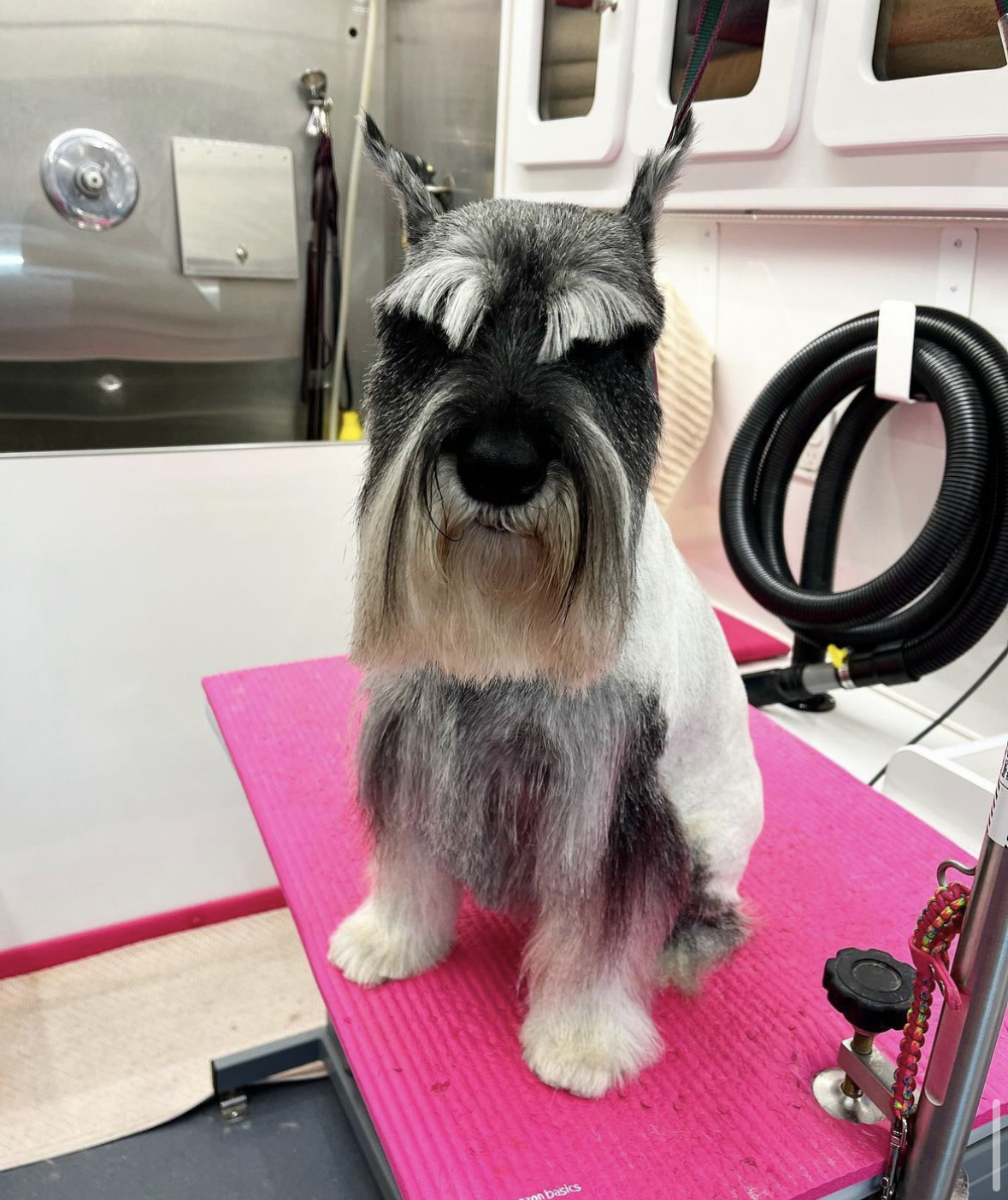 Online booking Lilly's Mobile Dog Grooming