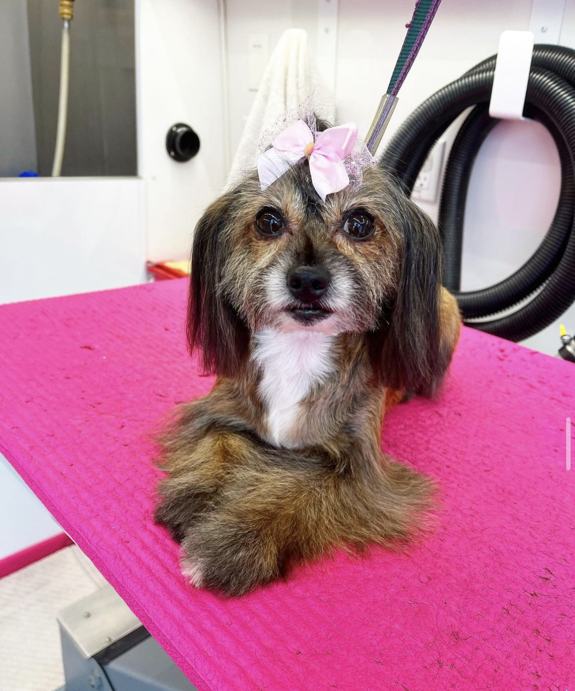 Online booking Lilly's Mobile Dog Grooming