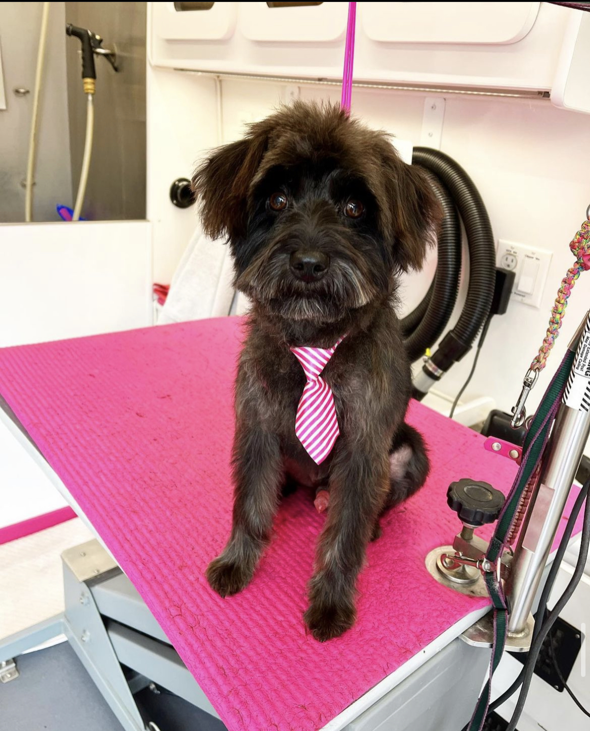 Online booking Lilly's Mobile Dog Grooming