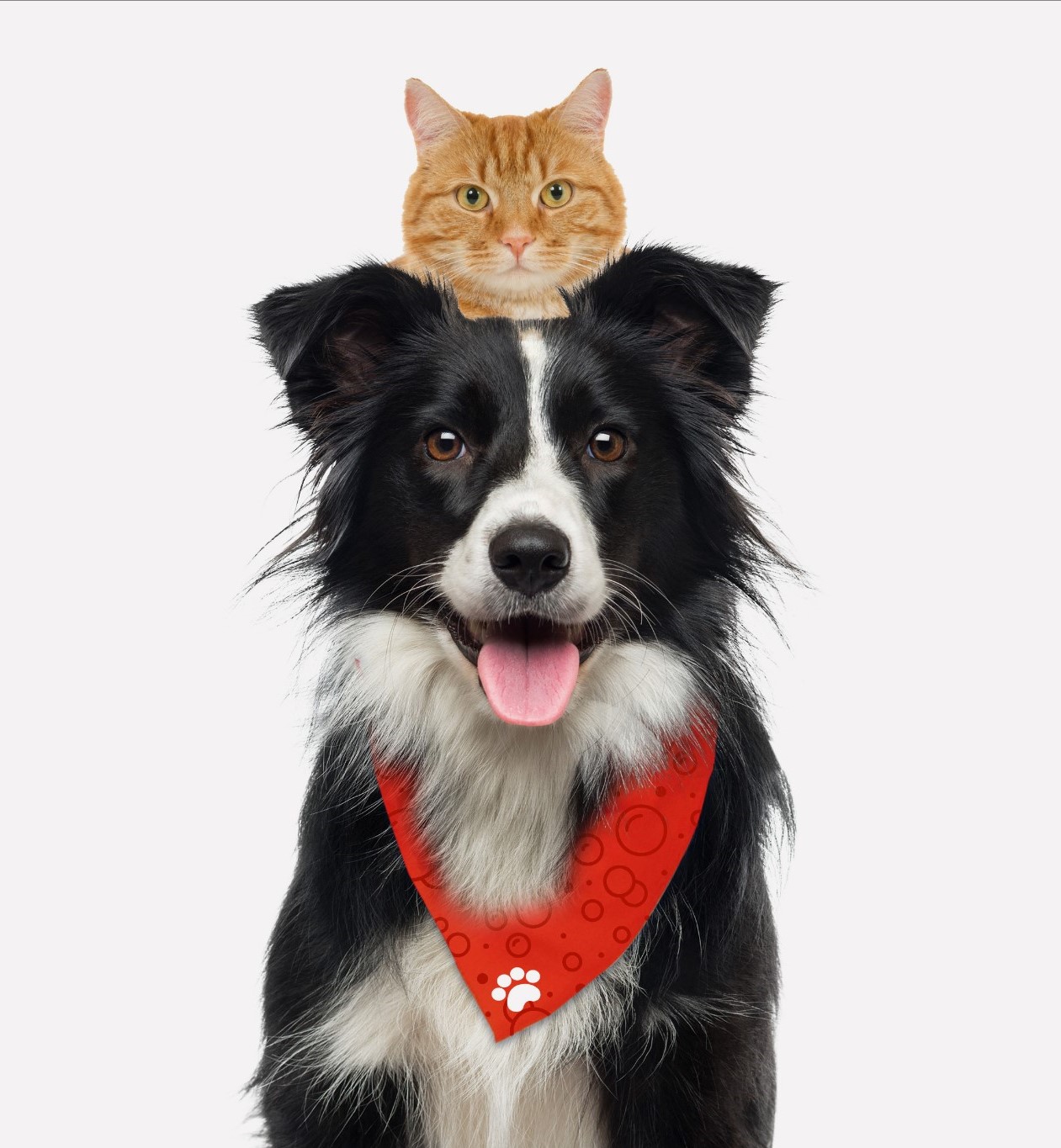 Zocomen New Pet Pampering Profile - Zoomin Groomin Columbia