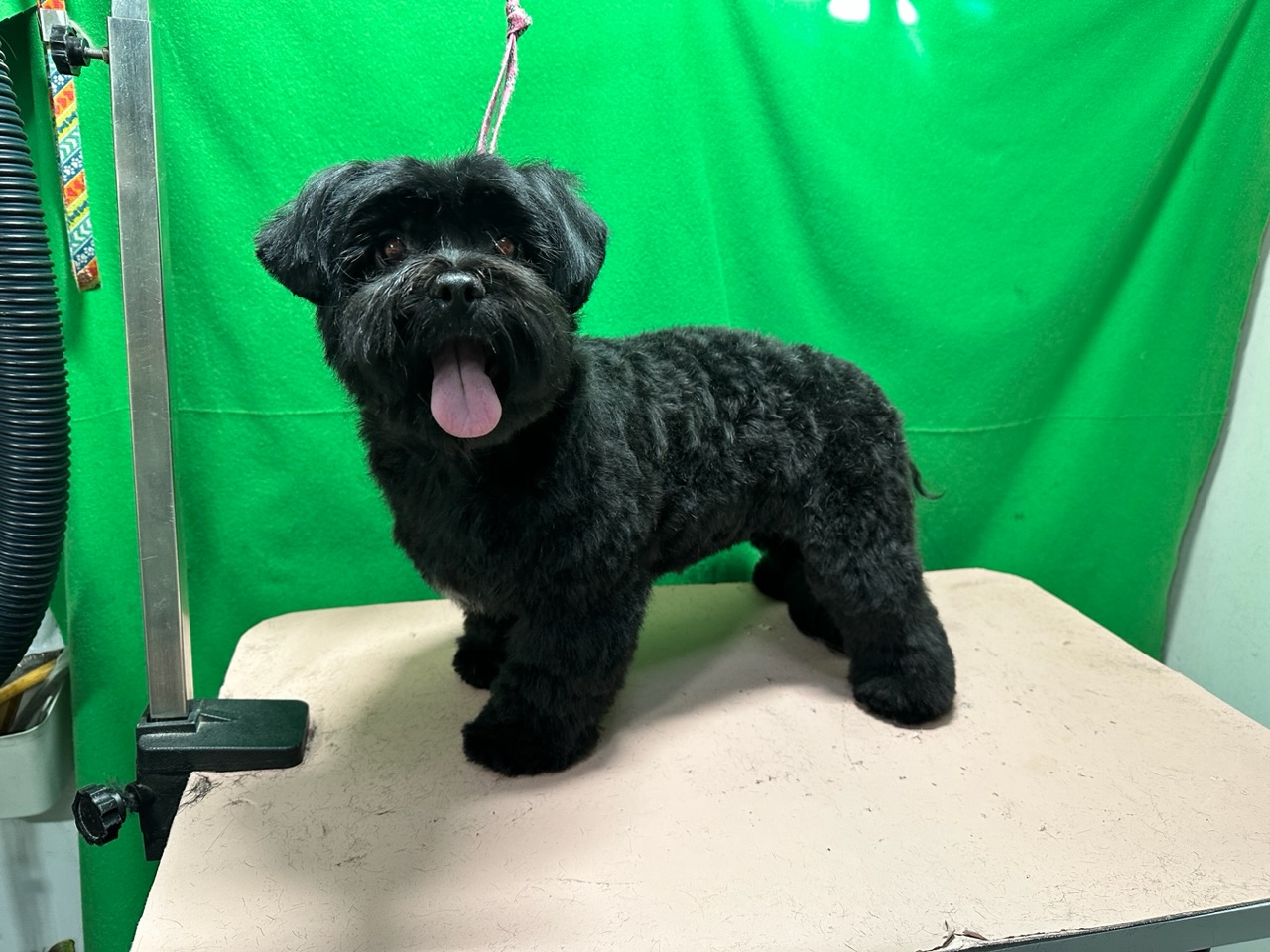 online-booking-kano-s-pet-grooming