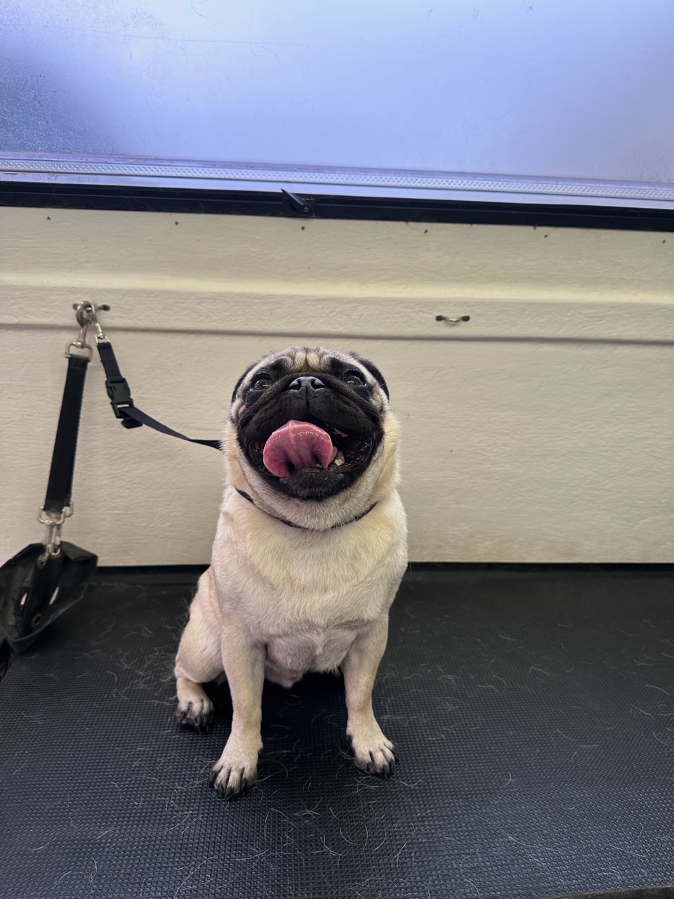 Online booking Jim’s Dog Wash And Grooming (Noble Park)