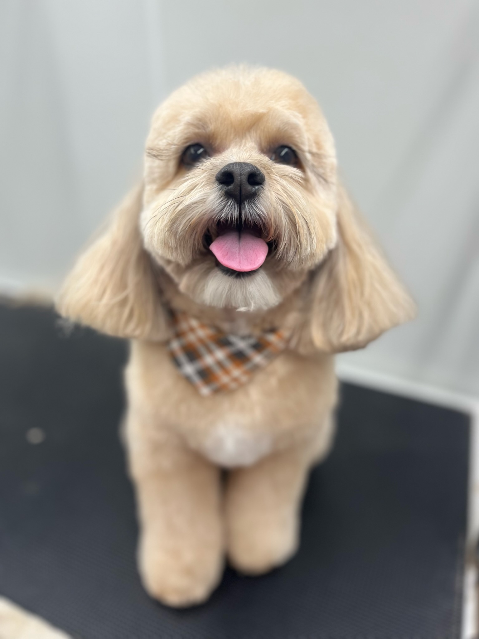 Online booking Doggie Styles Mobile Pet Grooming Of Waxhaw