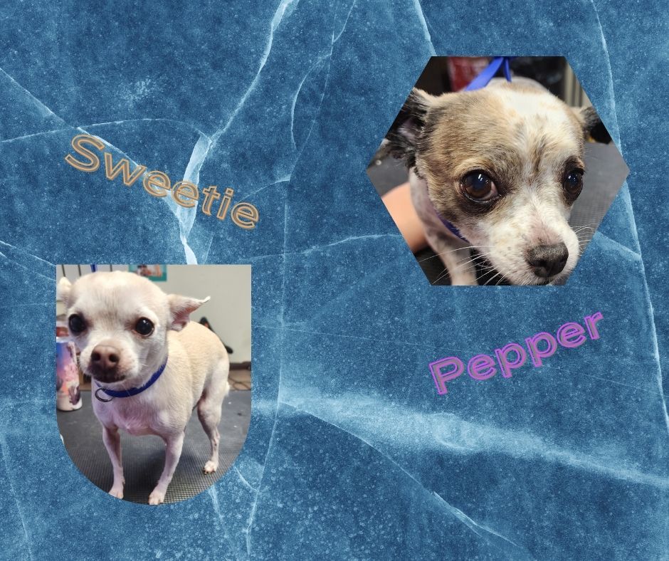 Online booking Happy Tails Pet Spa