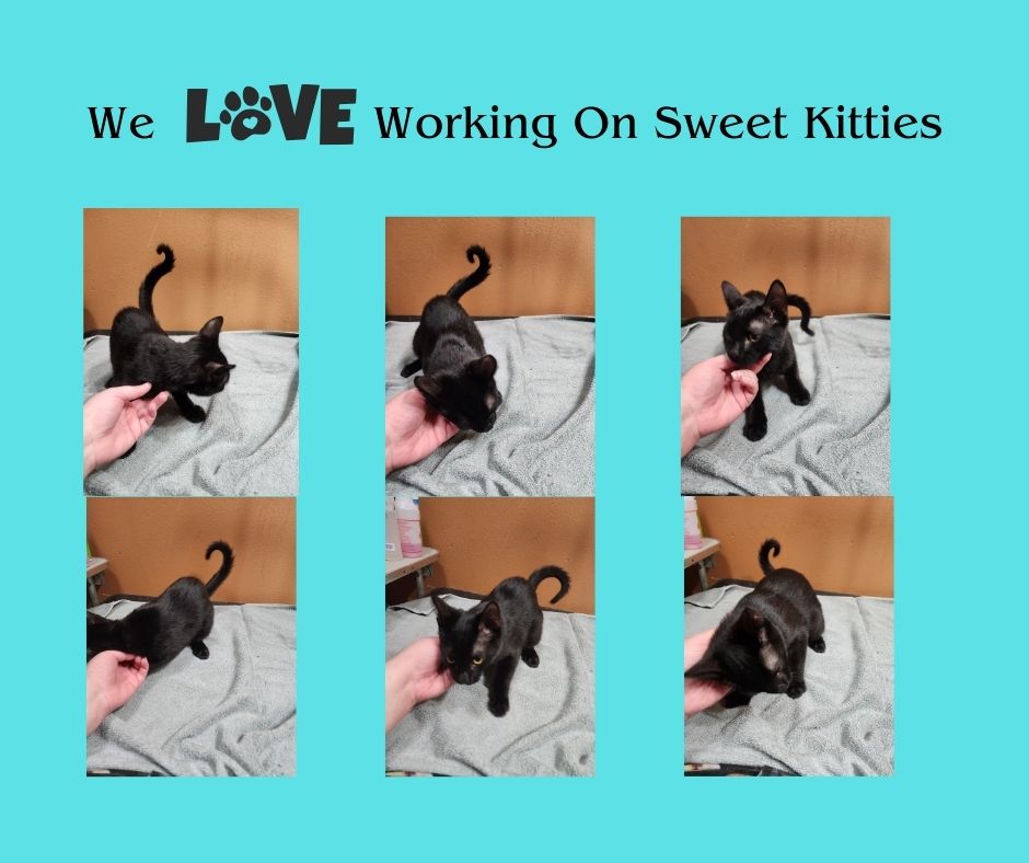 Online booking Happy Tails Pet Spa