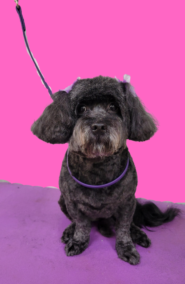 Online booking Happy Tails Pet Spa