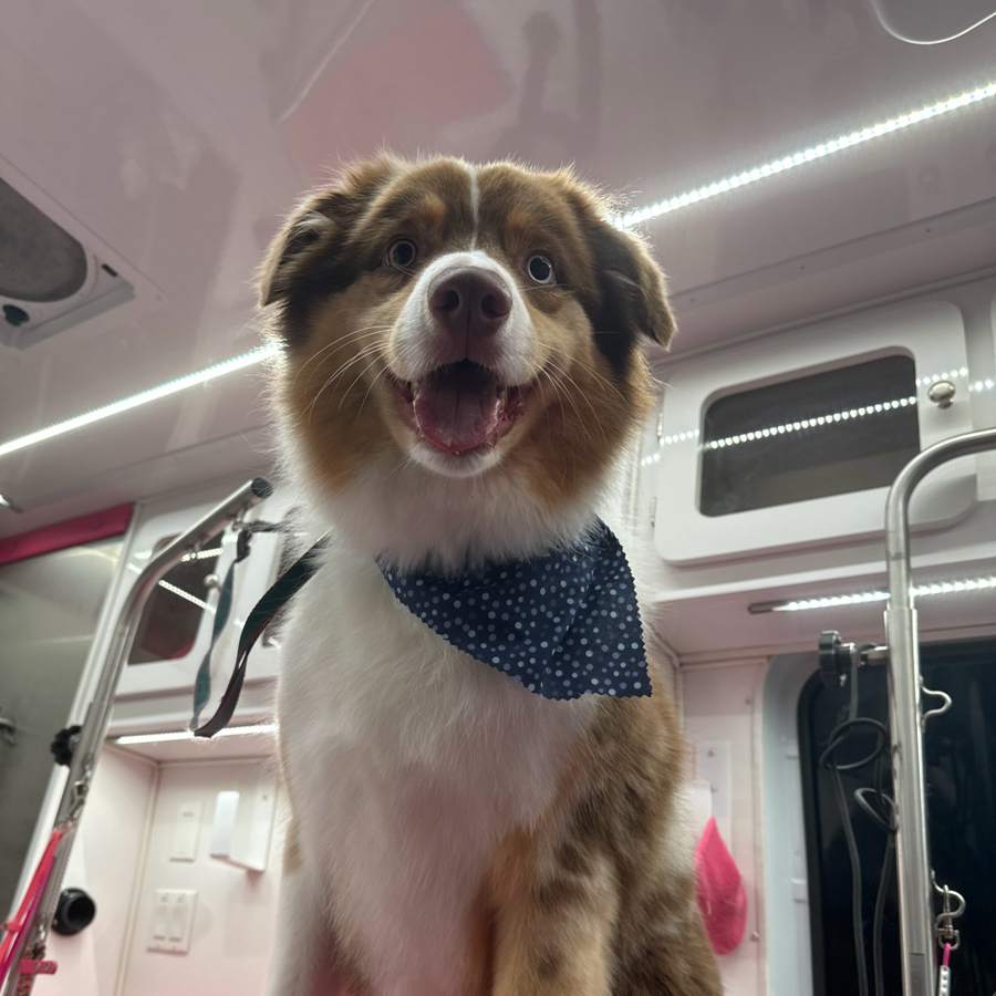 Online booking Lilly's Mobile Dog Grooming