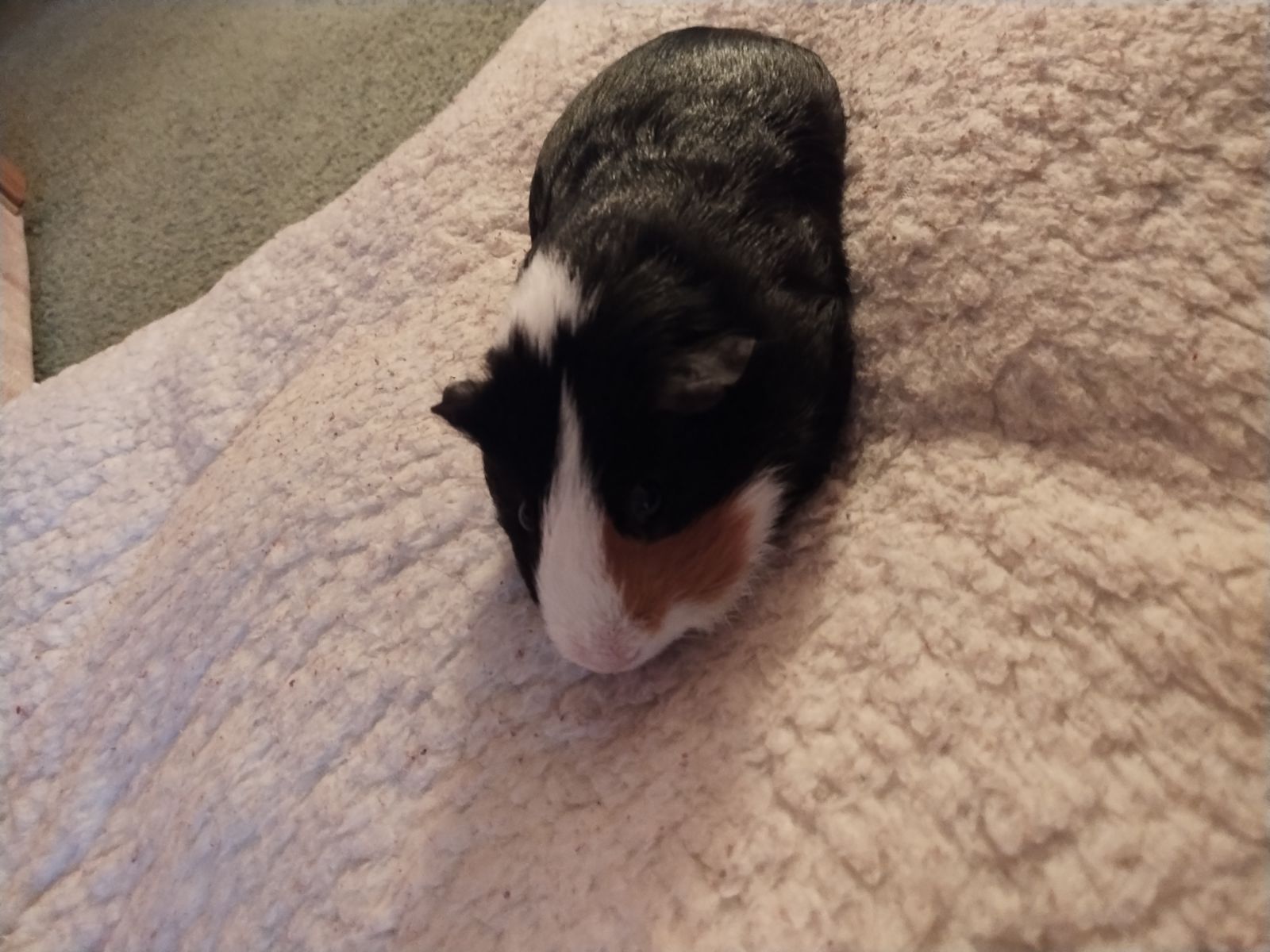 Online booking Dakota’s Mobile Pet Nail Trimming Service