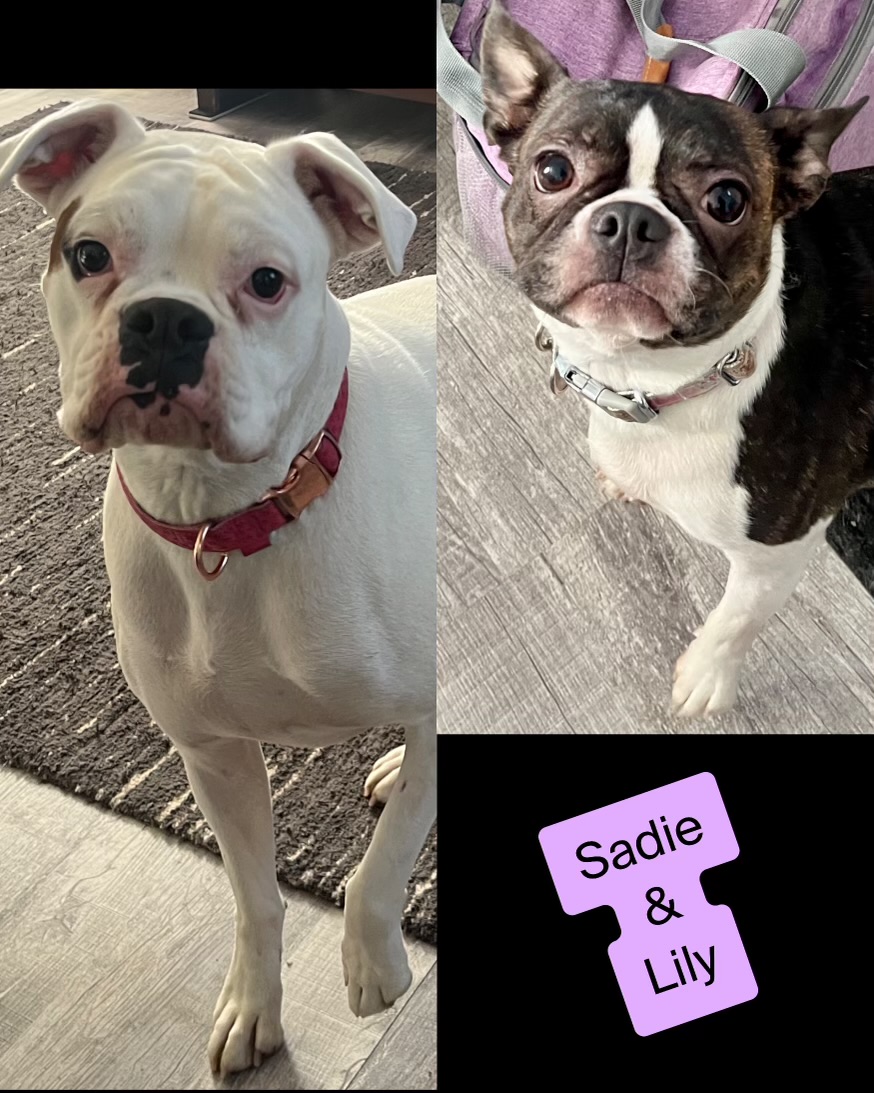 Online booking - Dakota’s Mobile Pet Nail Trimming Service