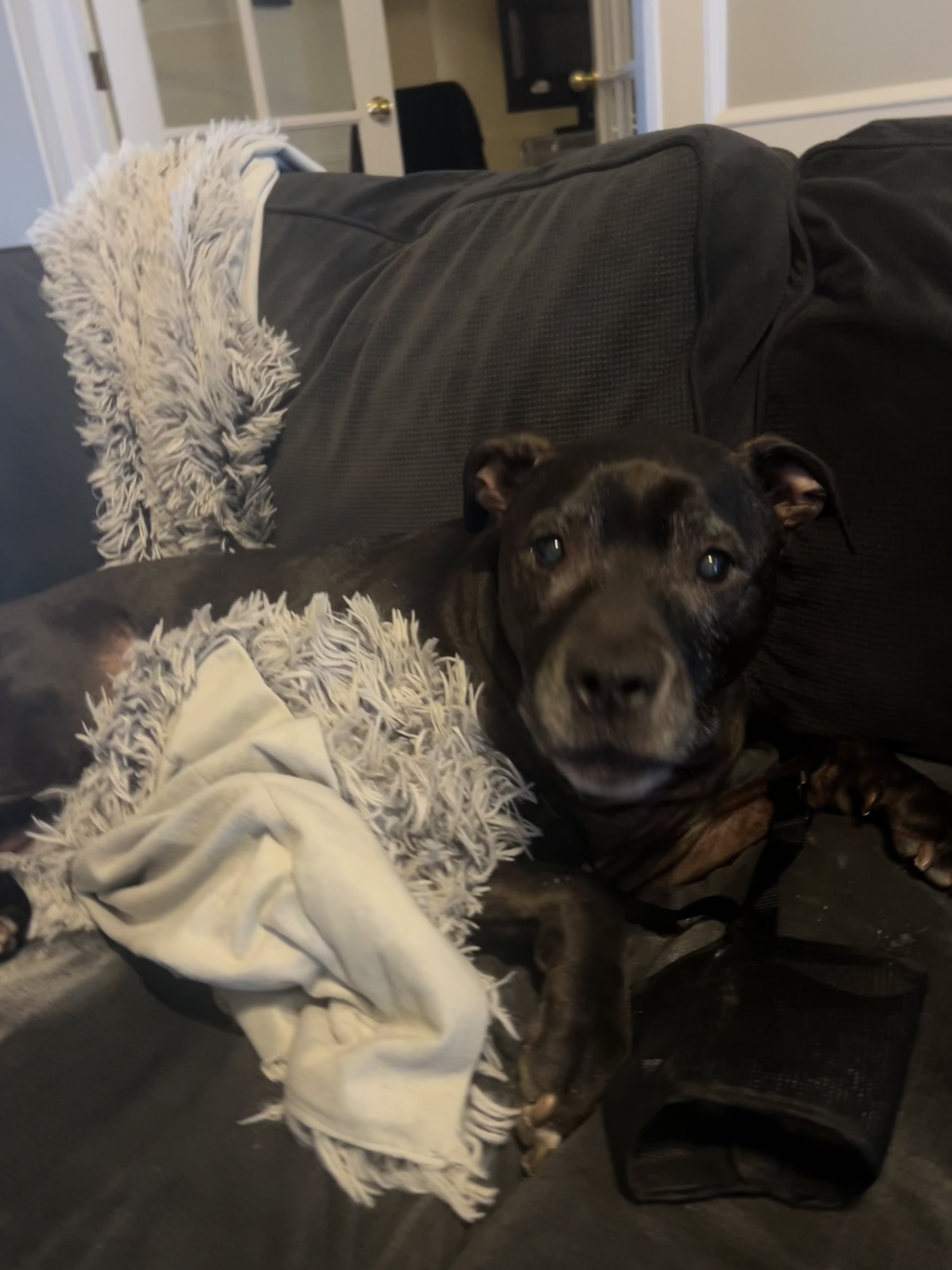 Petco'S Nail Trimming Service: Prices, Reviews & More - peewwu4