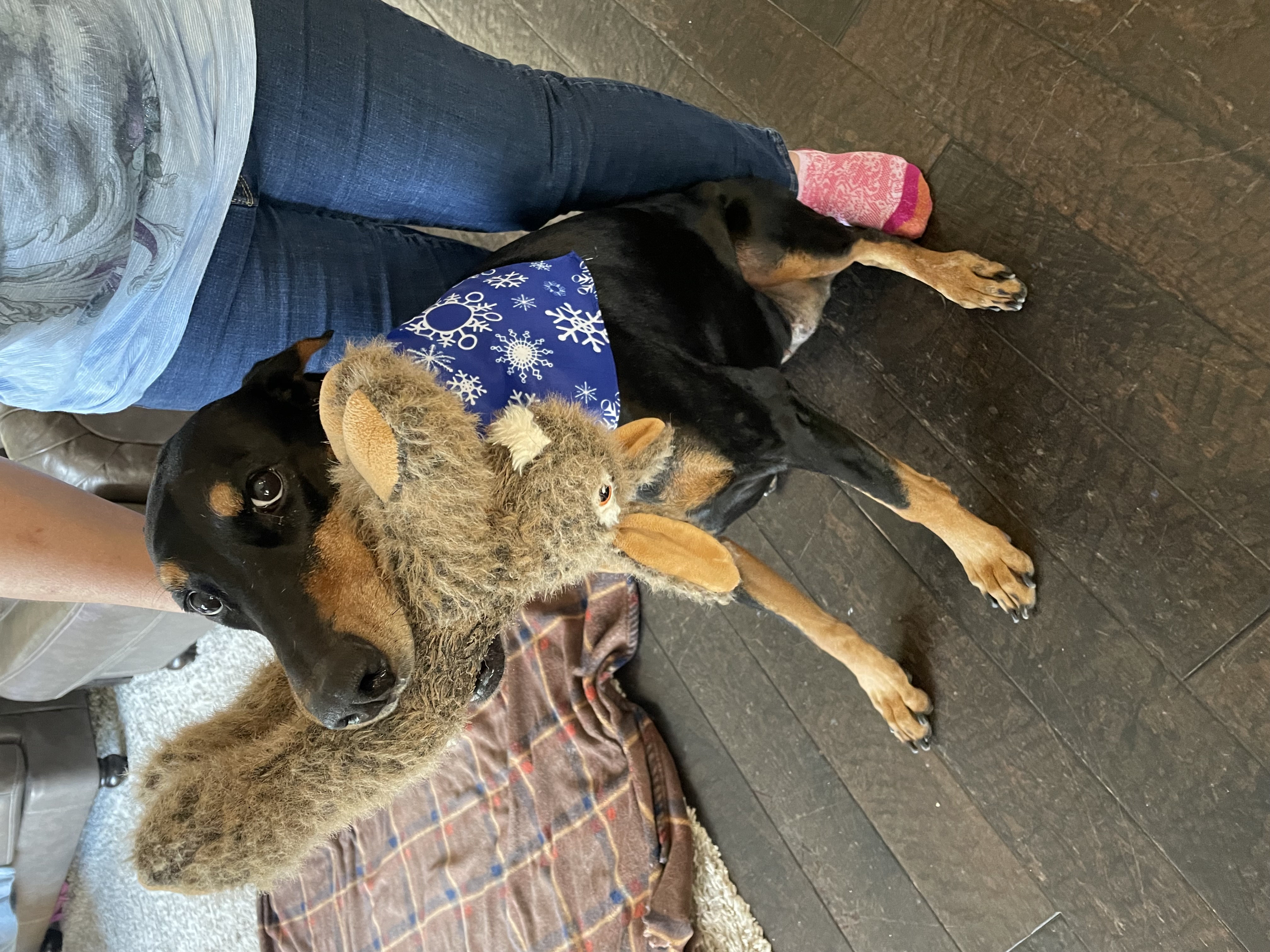 Online booking - Dakota’s Mobile Pet Nail Trimming Service