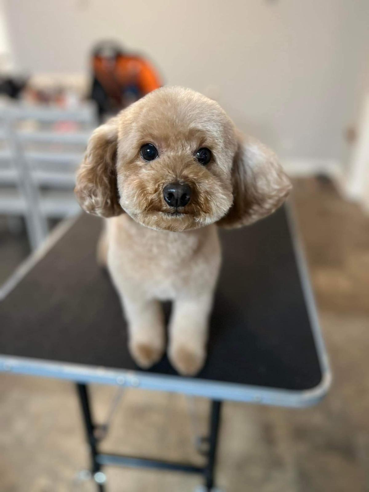 Online booking Dog Gone Chic