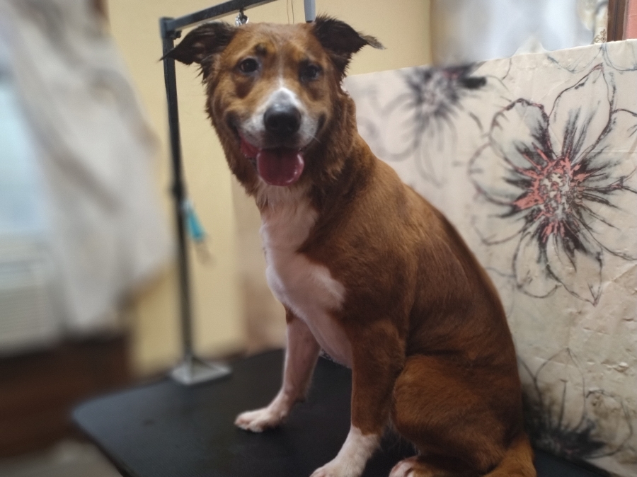 Online booking - In Dogs We Trust, LLC