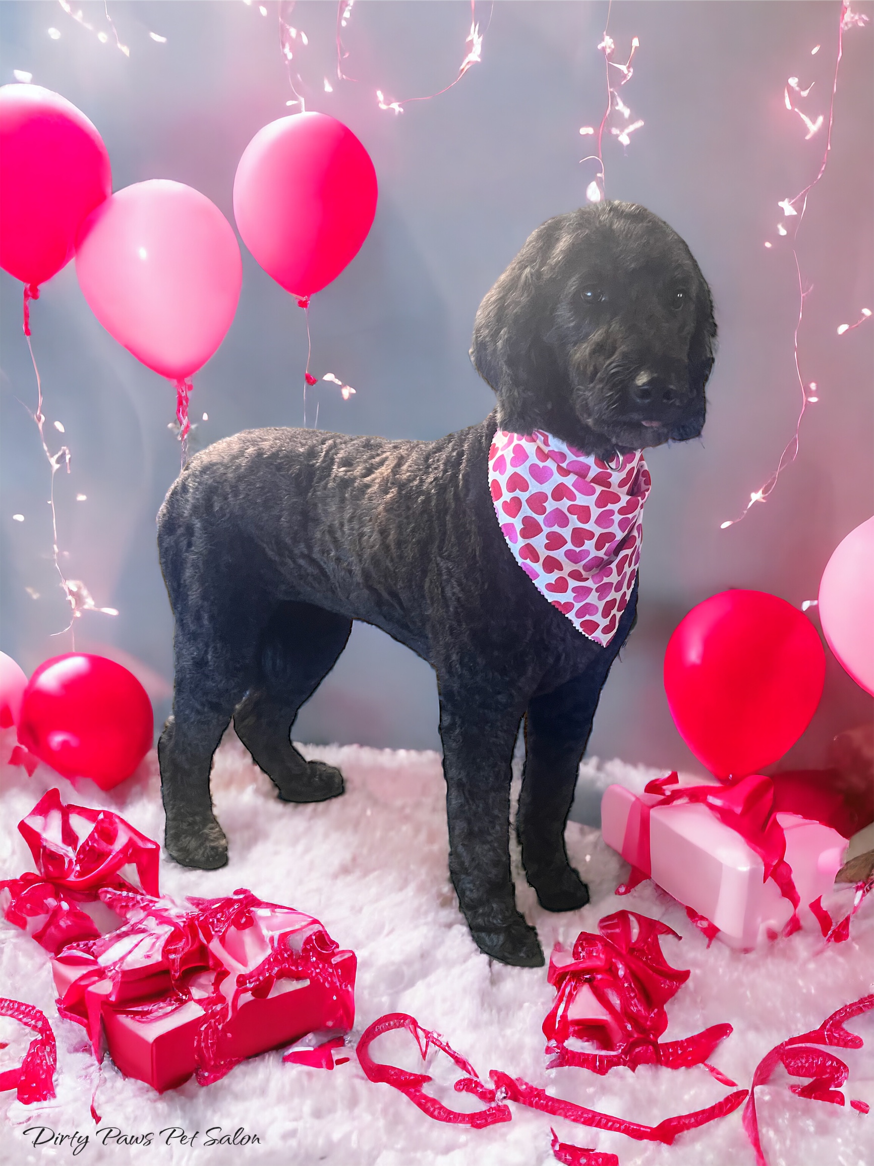 Online booking Dirty Paws Pet Salon