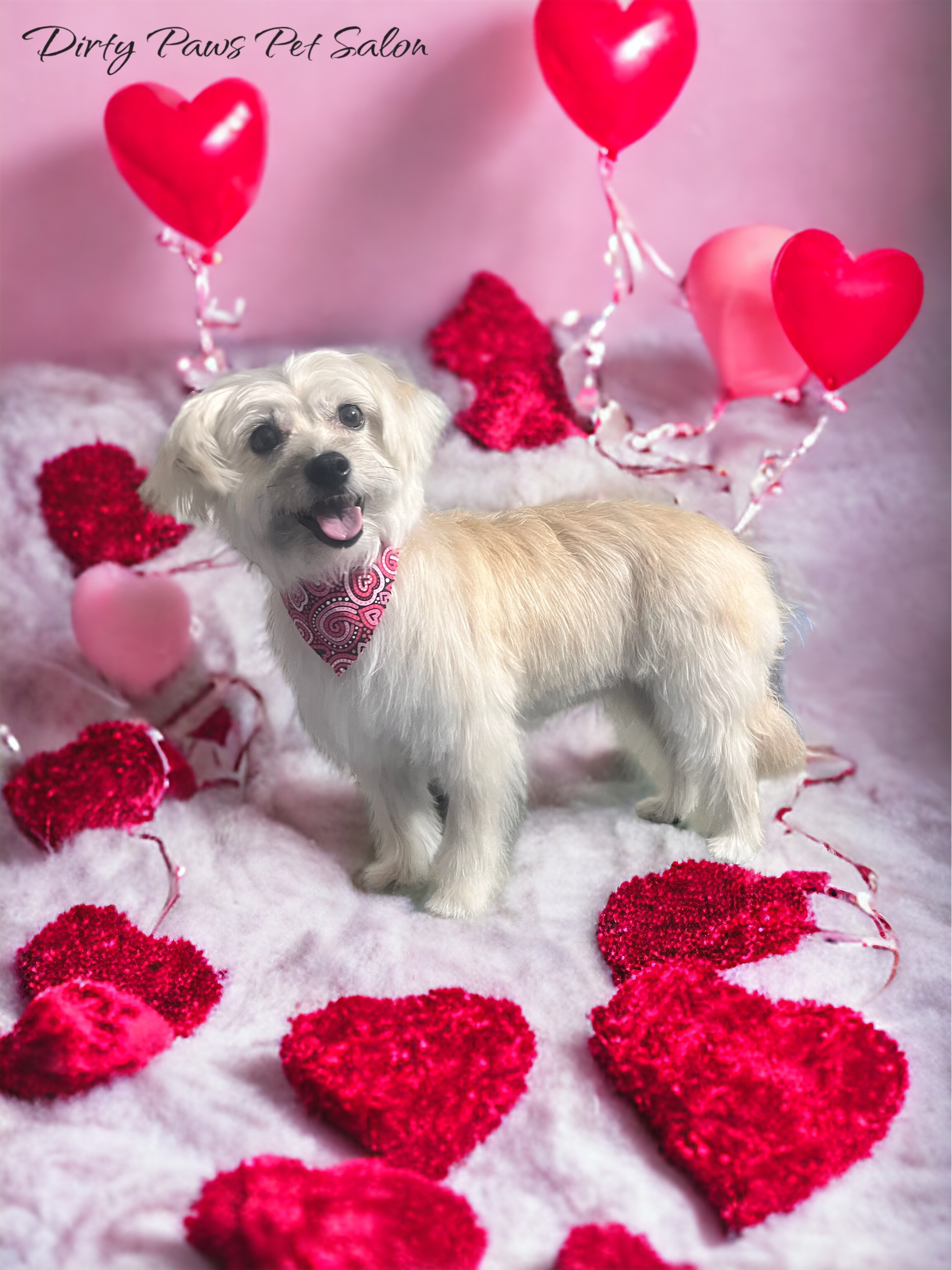 Online booking Dirty Paws Pet Salon