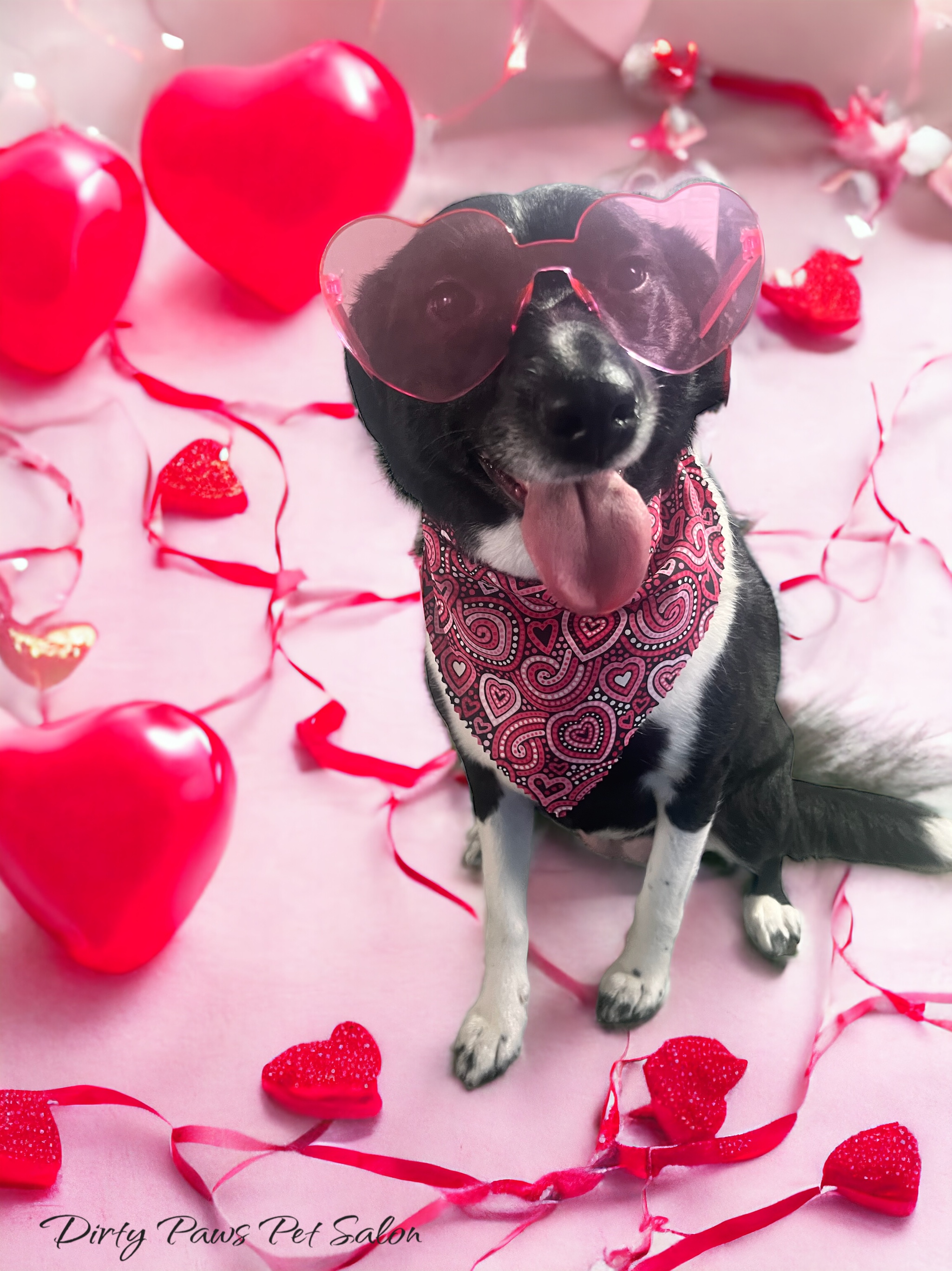 Online booking Dirty Paws Pet Salon