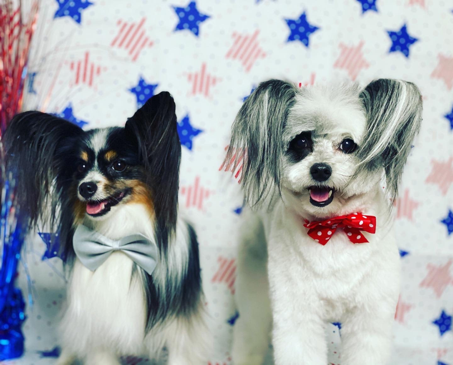 Online booking - Paw Dat Pet Grooming, Daycare, & Boarding