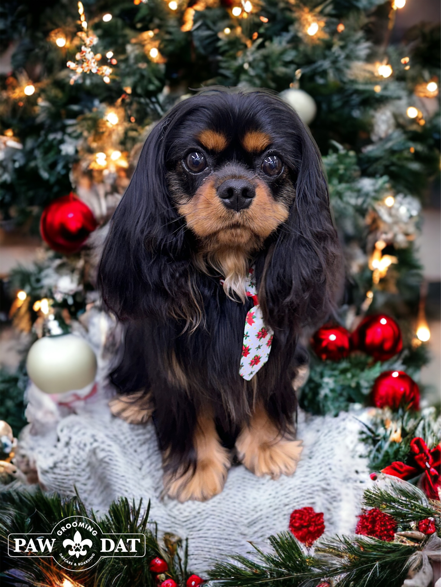 Online booking - Paw Dat Pet Grooming, Daycare, & Boarding
