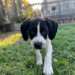 Online booking - Paw Dat Pet Grooming, Daycare, & Boarding