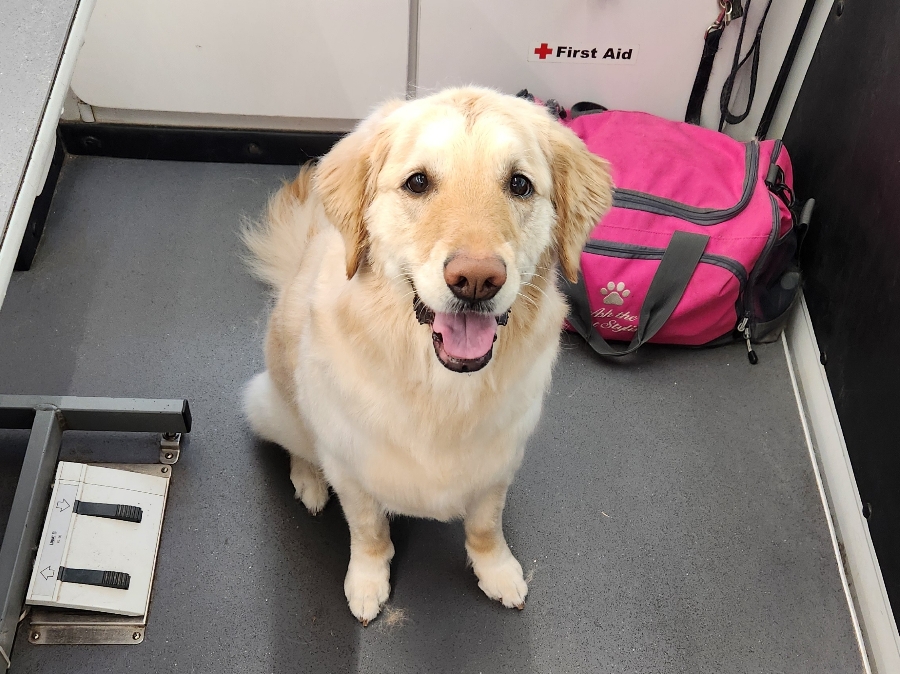 Picture of Clean Pup Mobile Dog Grooming Pricing: Affordable Pampering