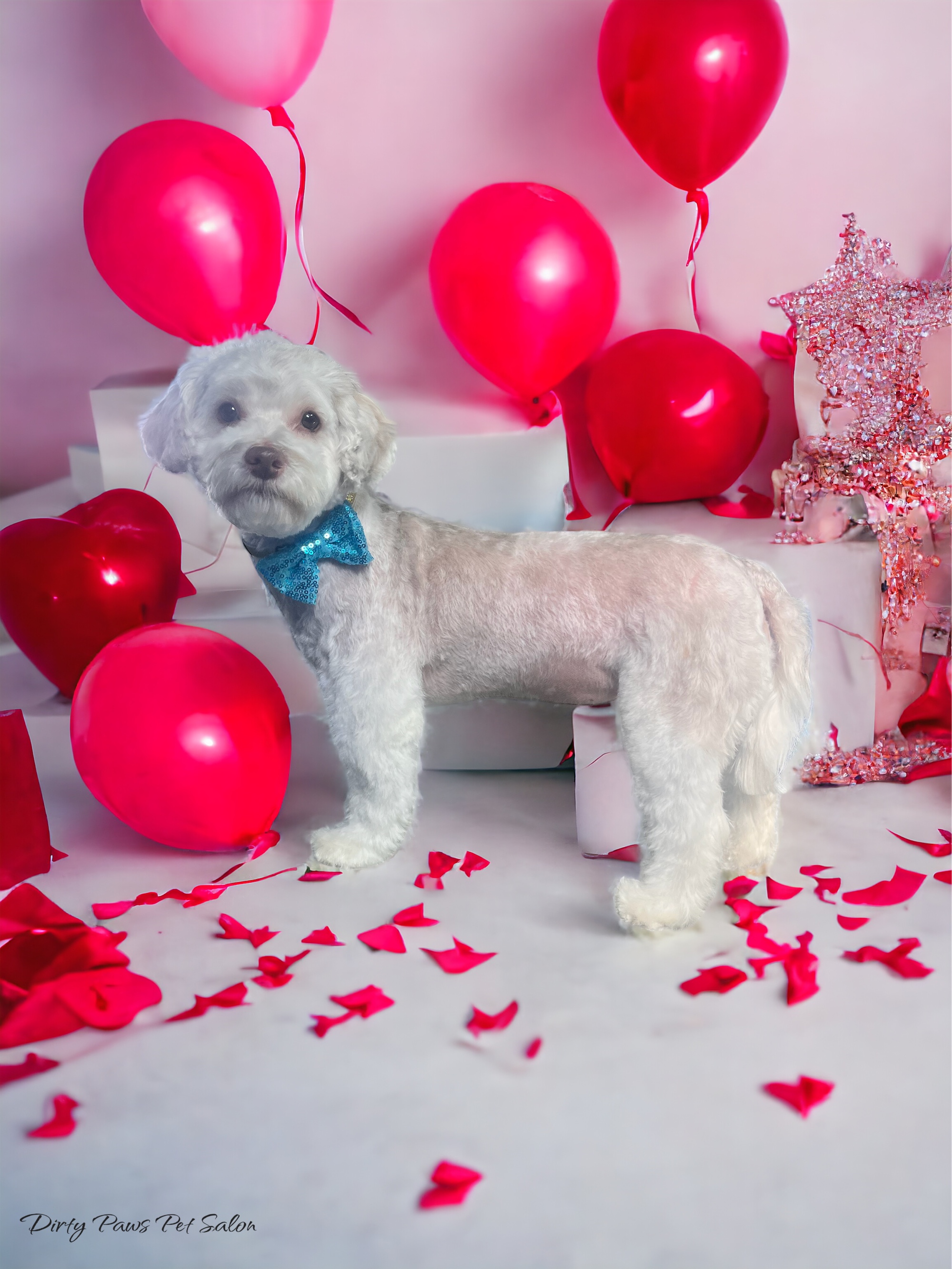 Online booking Dirty Paws Pet Salon