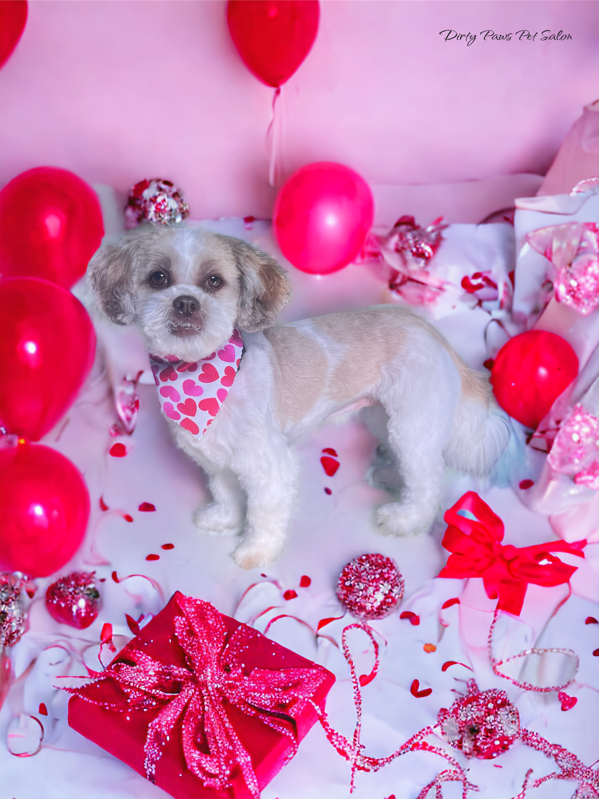 Online booking Dirty Paws Pet Salon