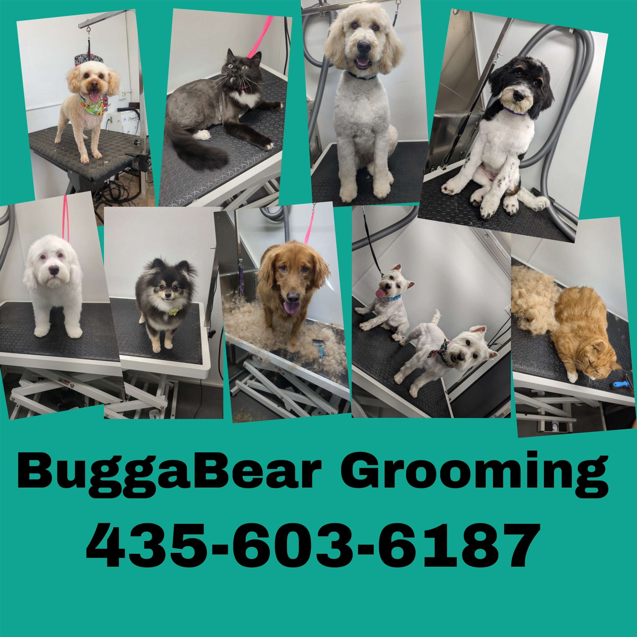 Online booking - BuggaBear Grooming