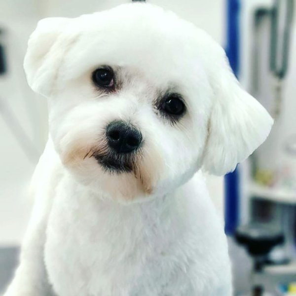 Online booking - Pretty Paws Pet Spa LLC