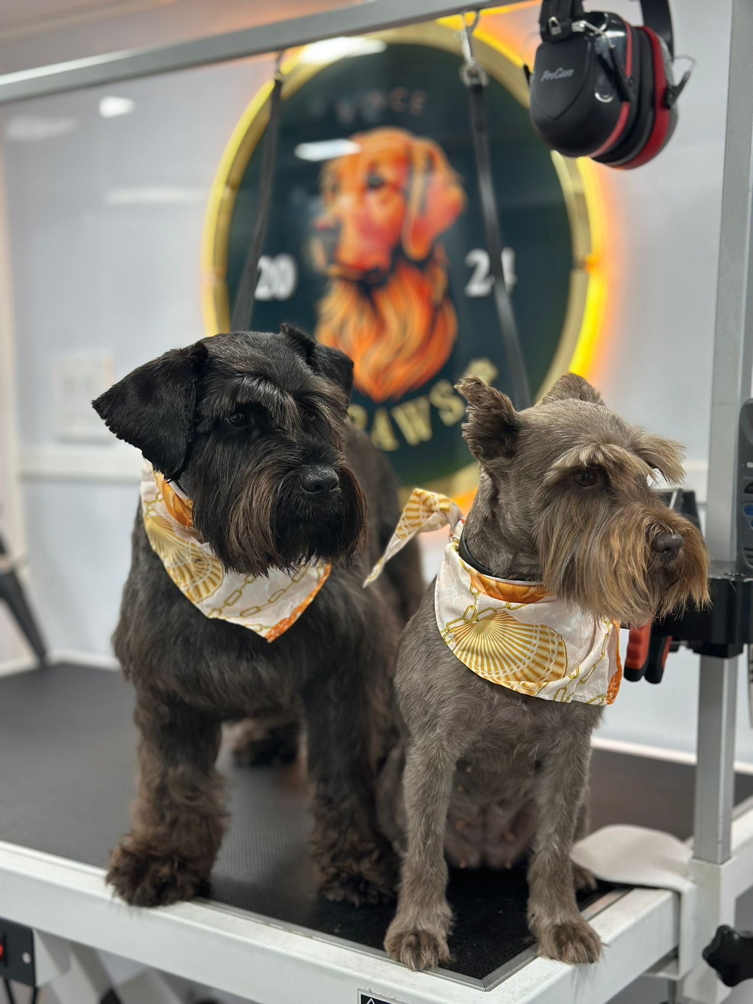 Online booking - 11 PAWS LLC