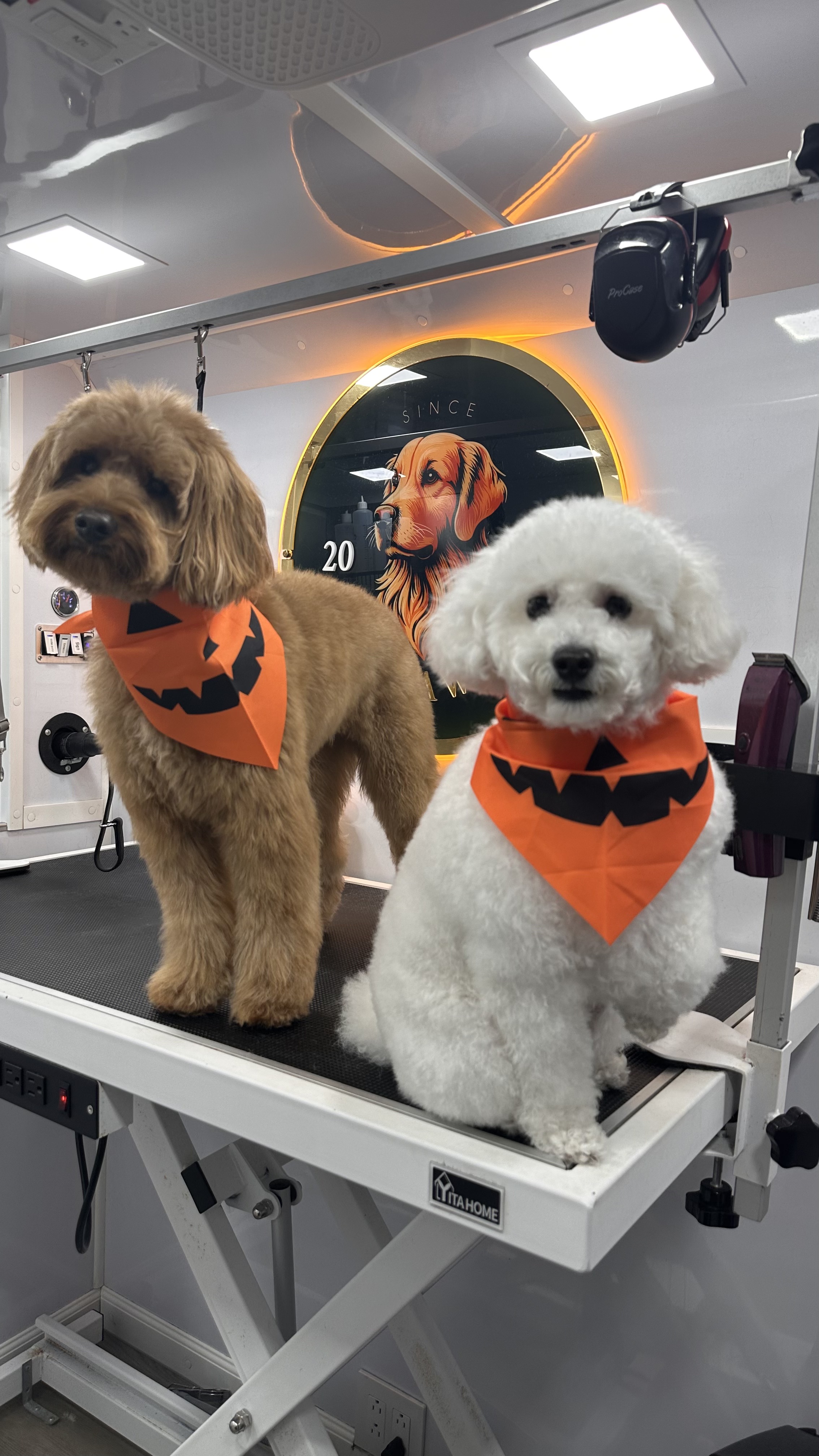 Online booking - 11 PAWS LLC