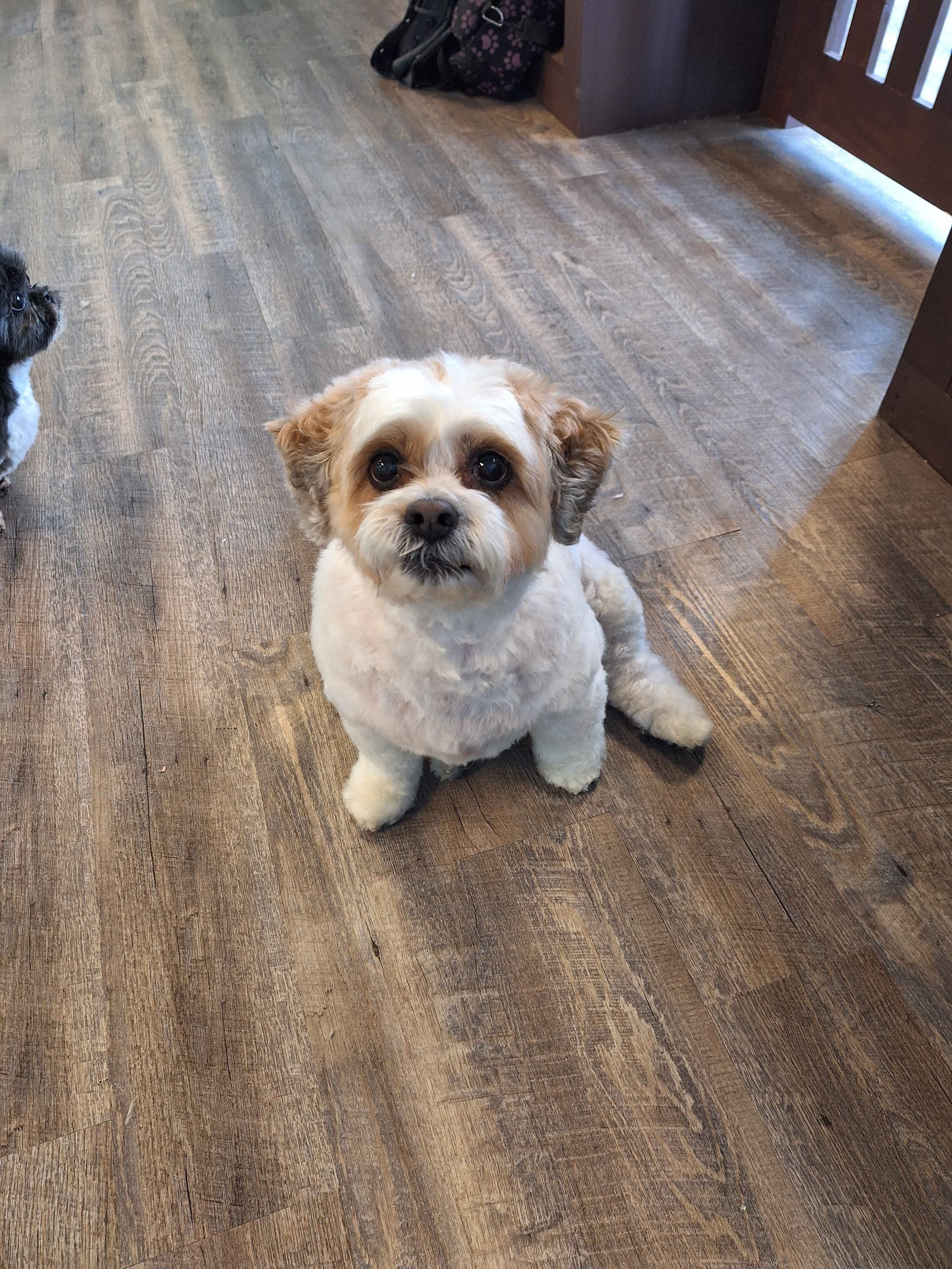 Online booking - Pampered Pups Dog Grooming